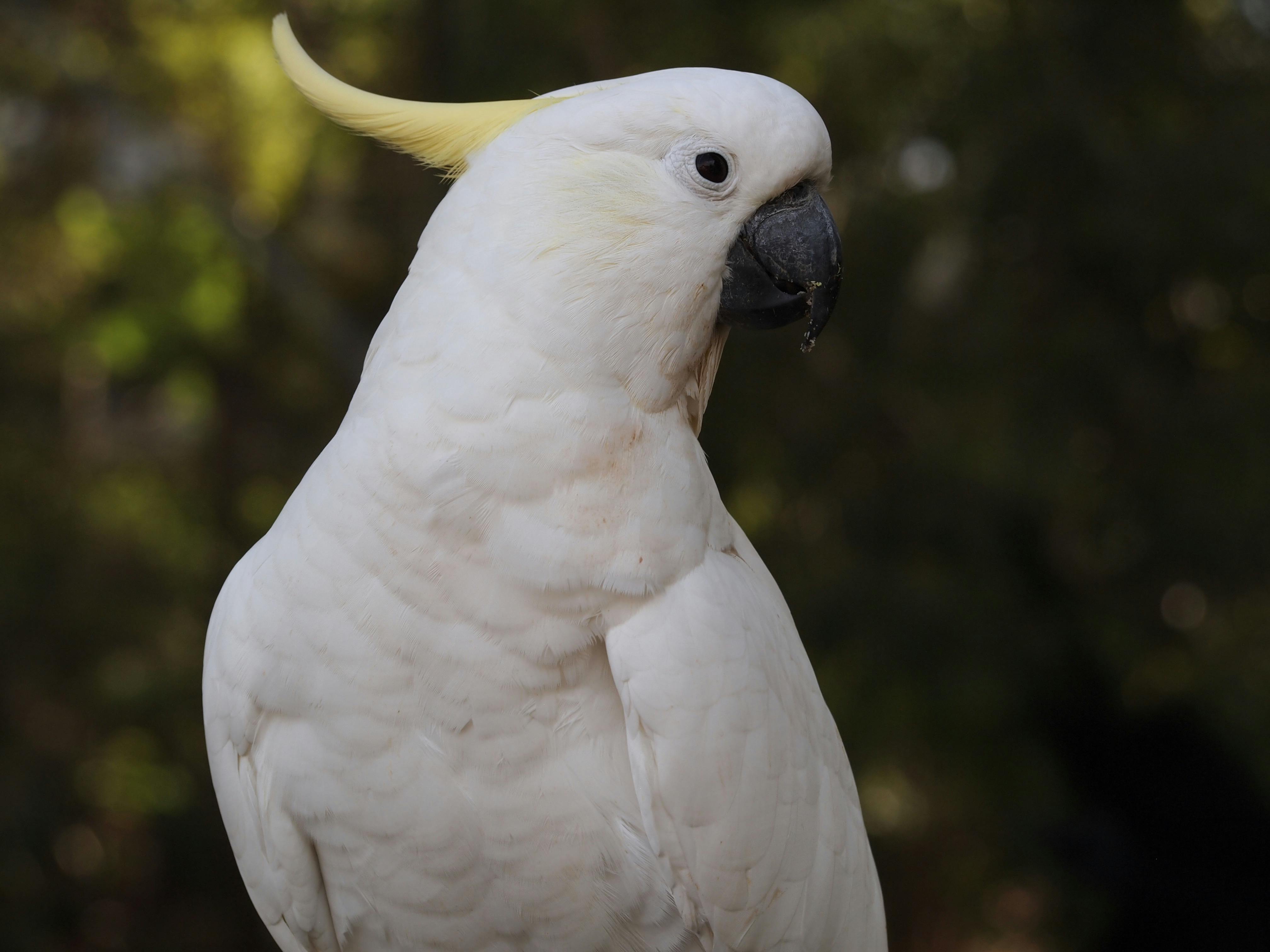 Active White Parrot Playing