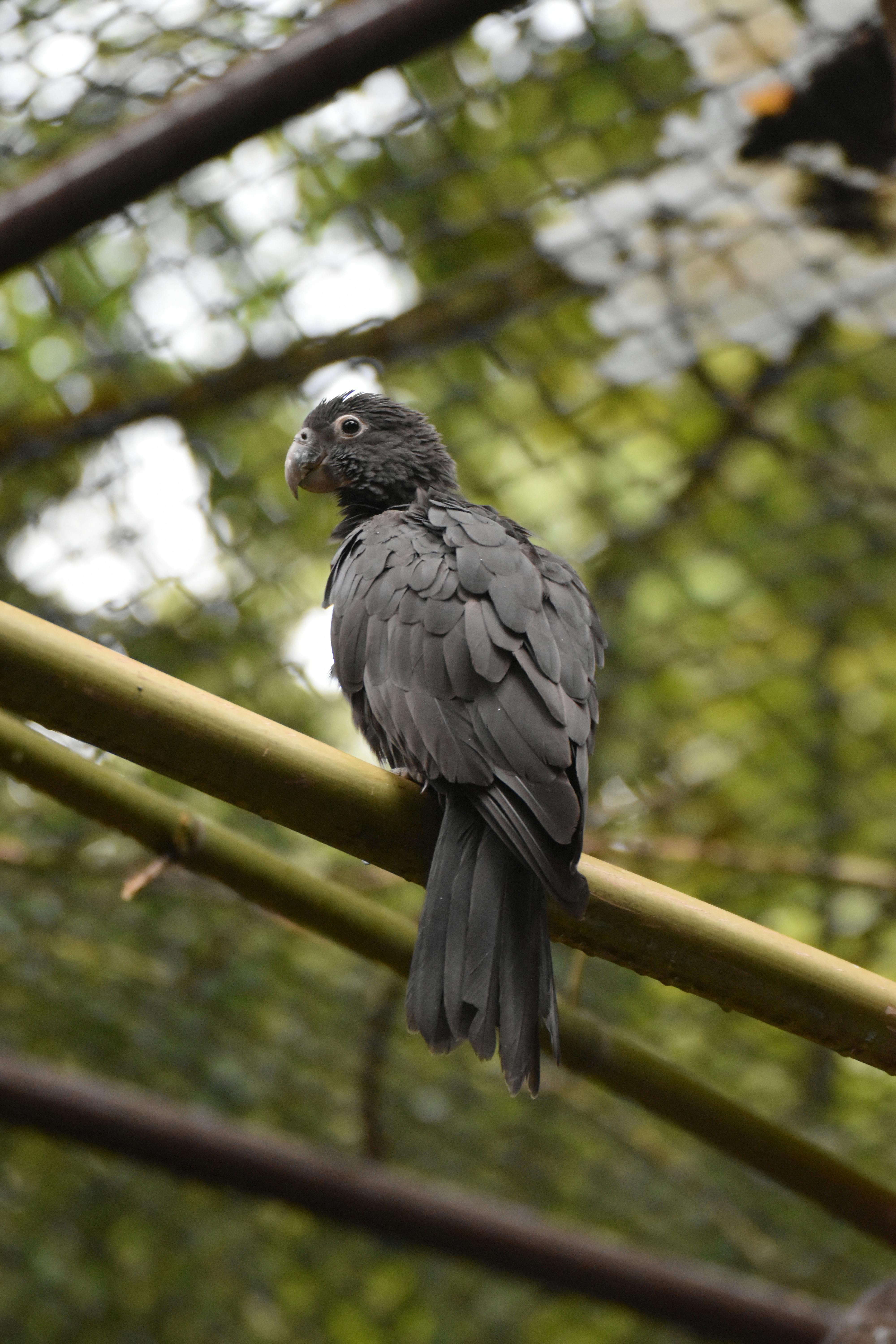 African Parrot