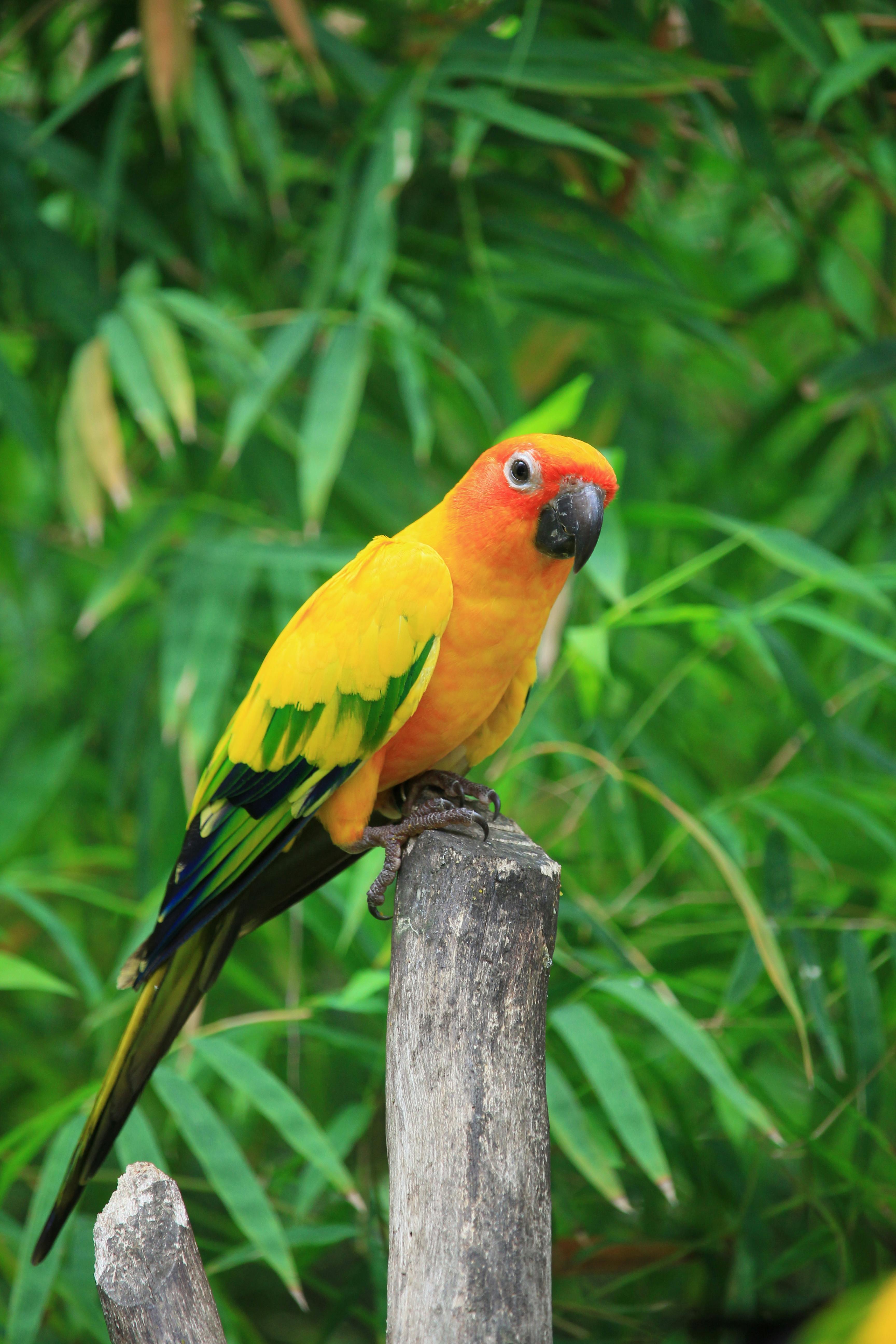 Conure Parrot Training