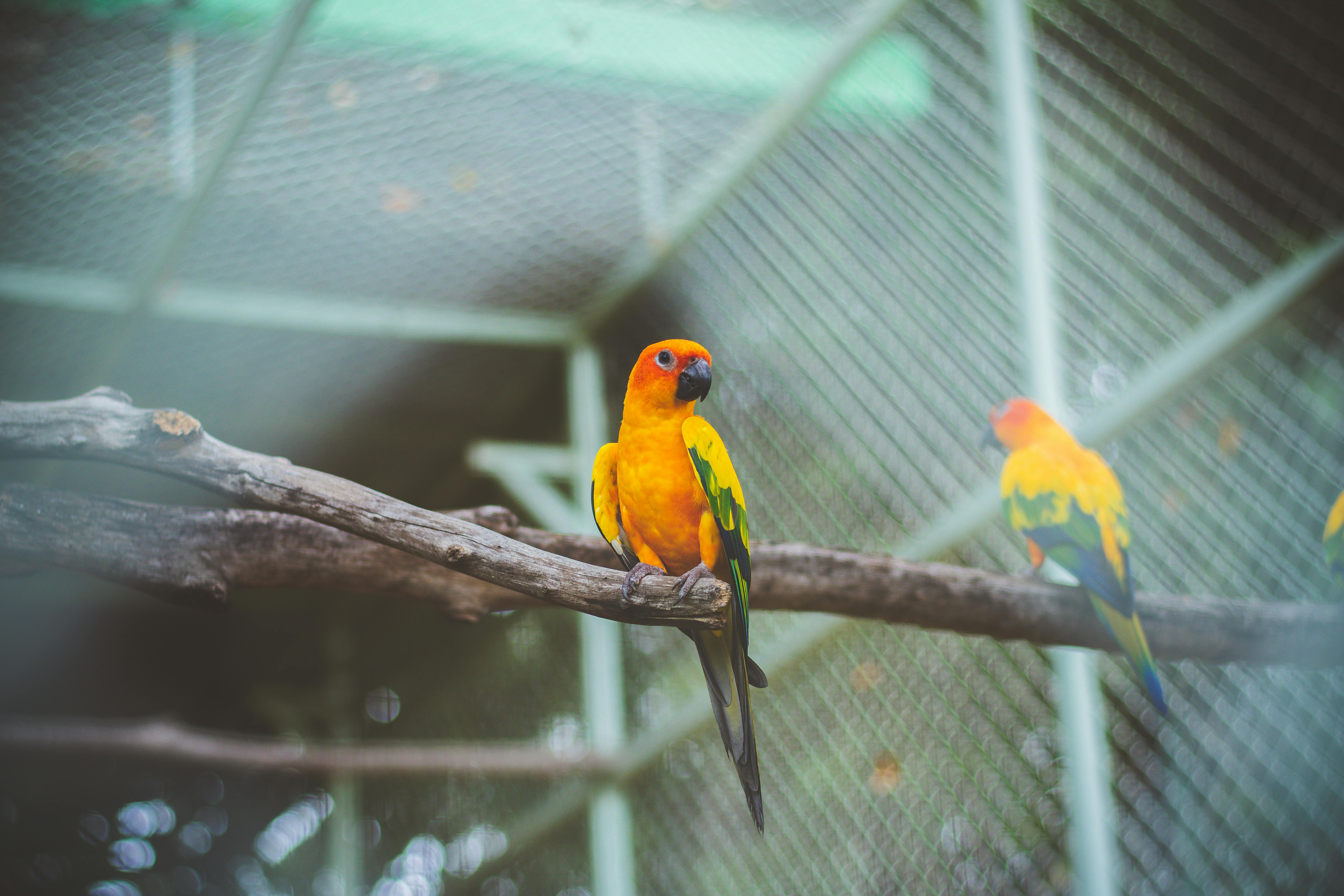 Engaging Conure Play