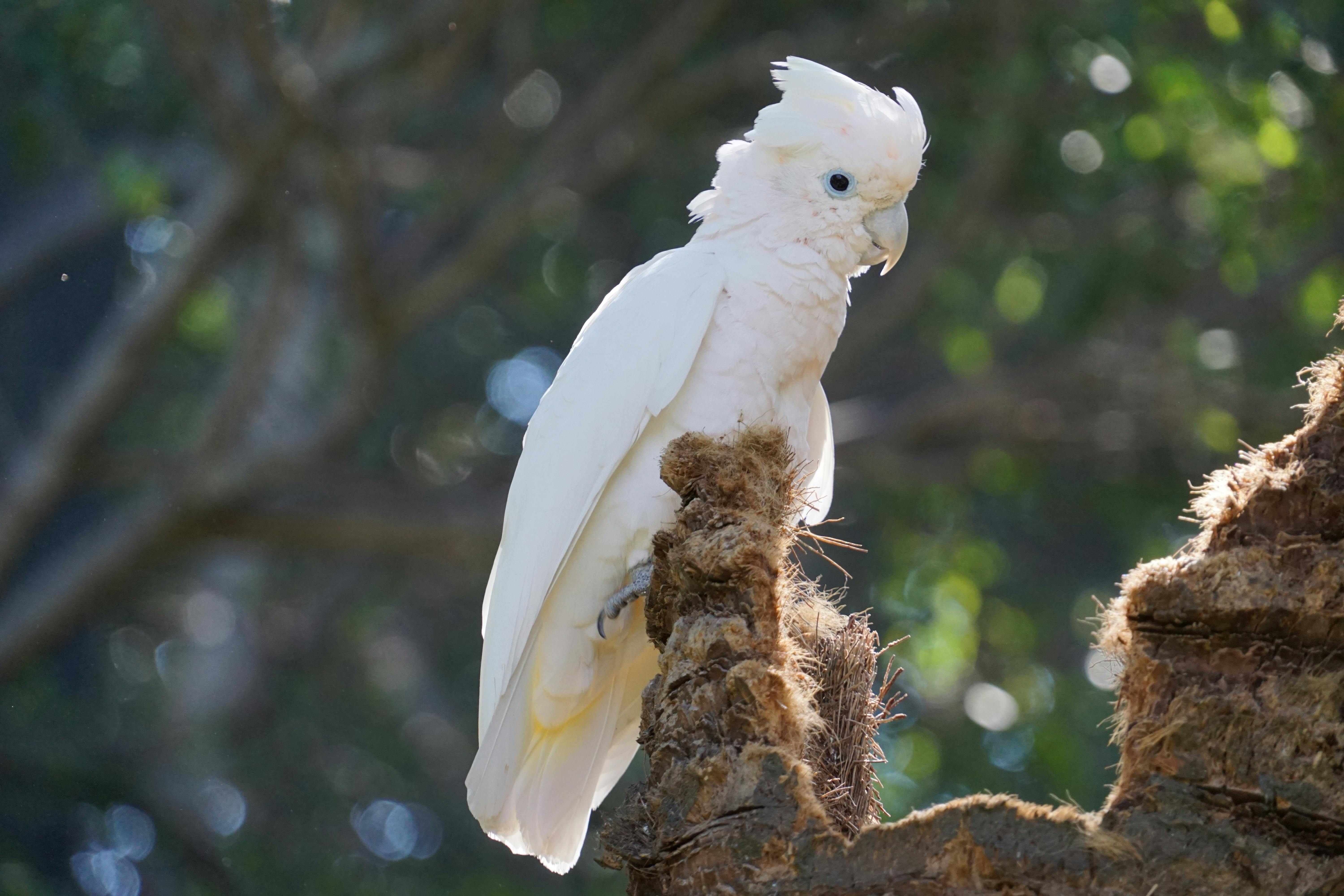 Parrot Types