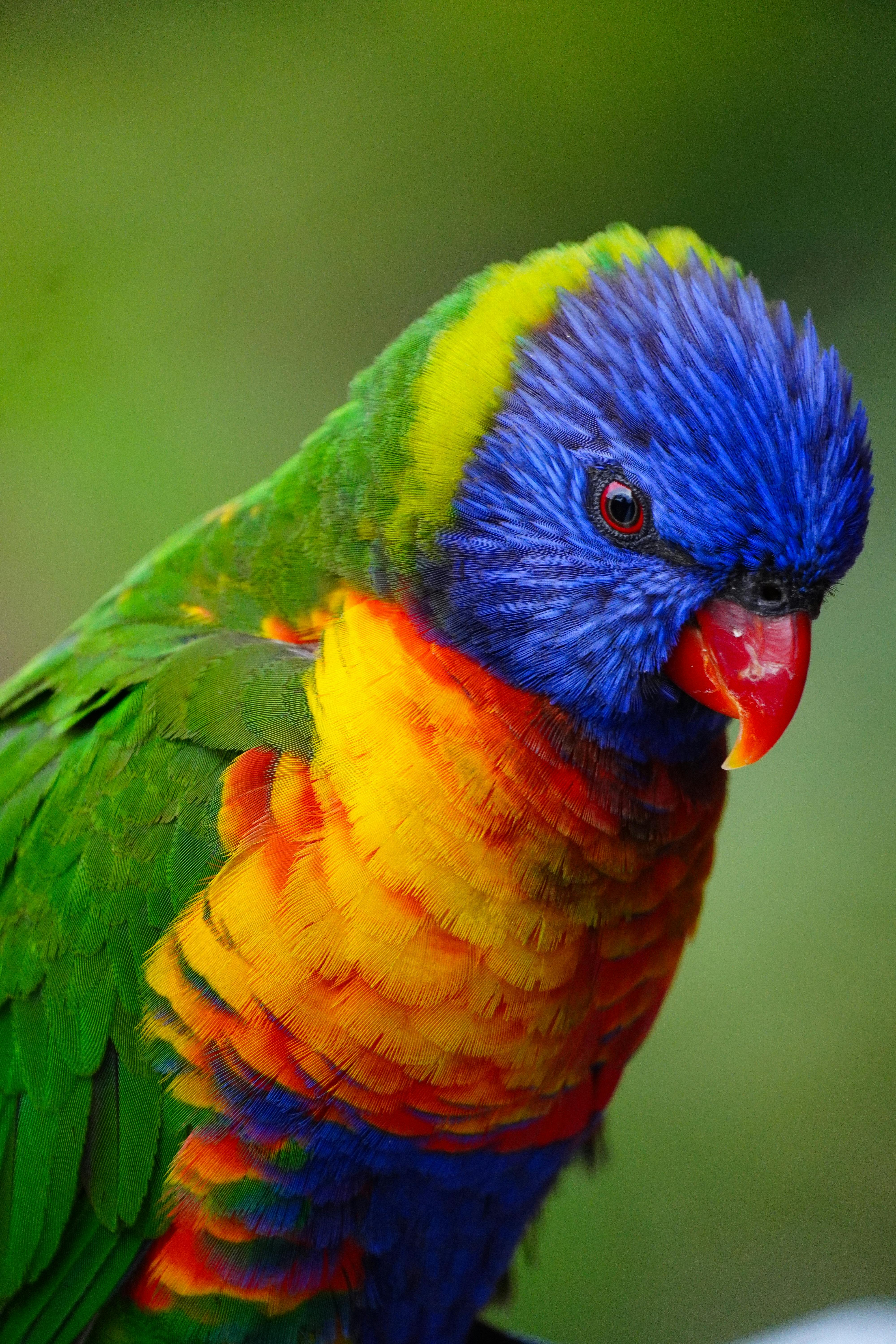 Colorful parrot species