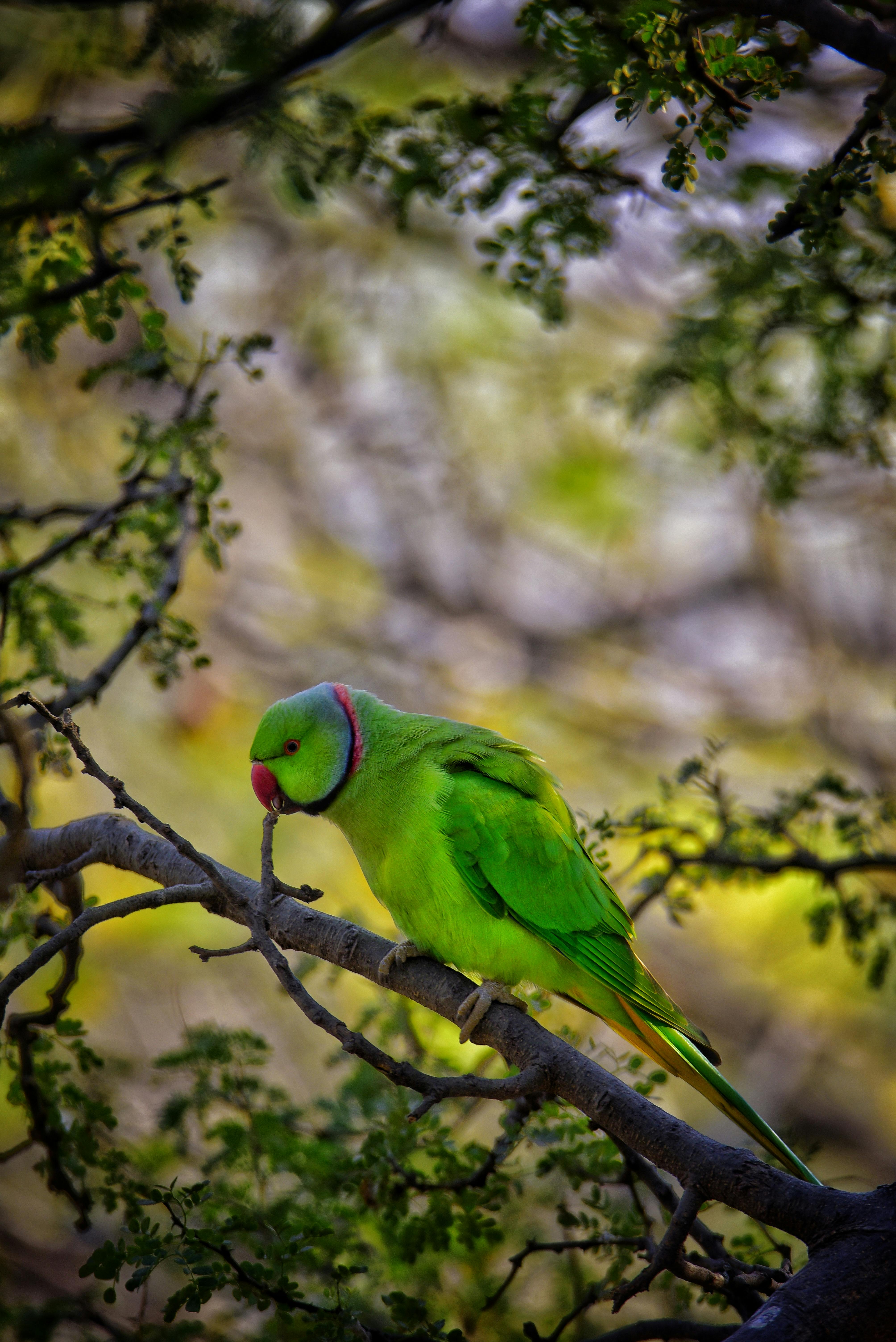 Ring Neck Parrot Training