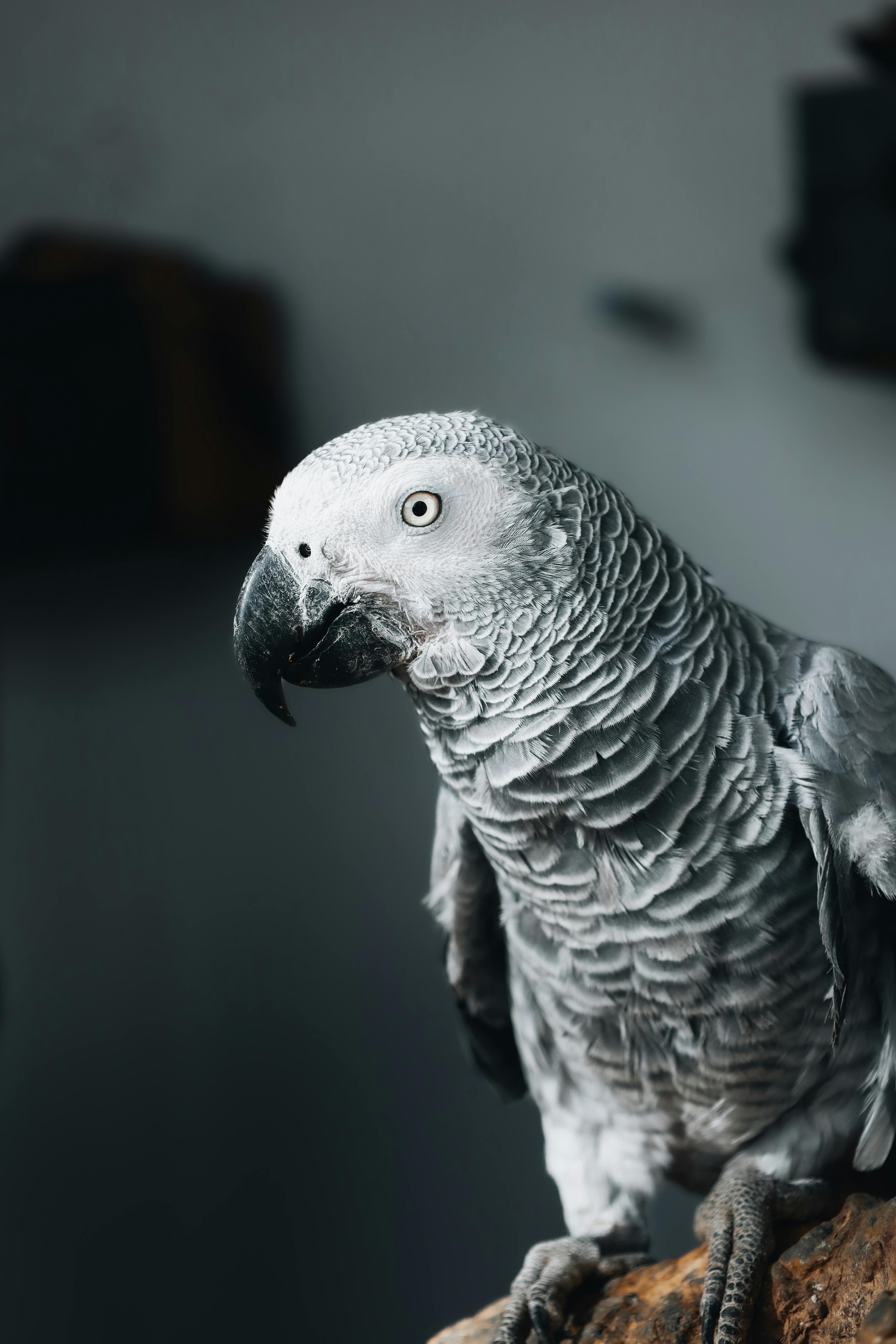 Gray Parrot Playing