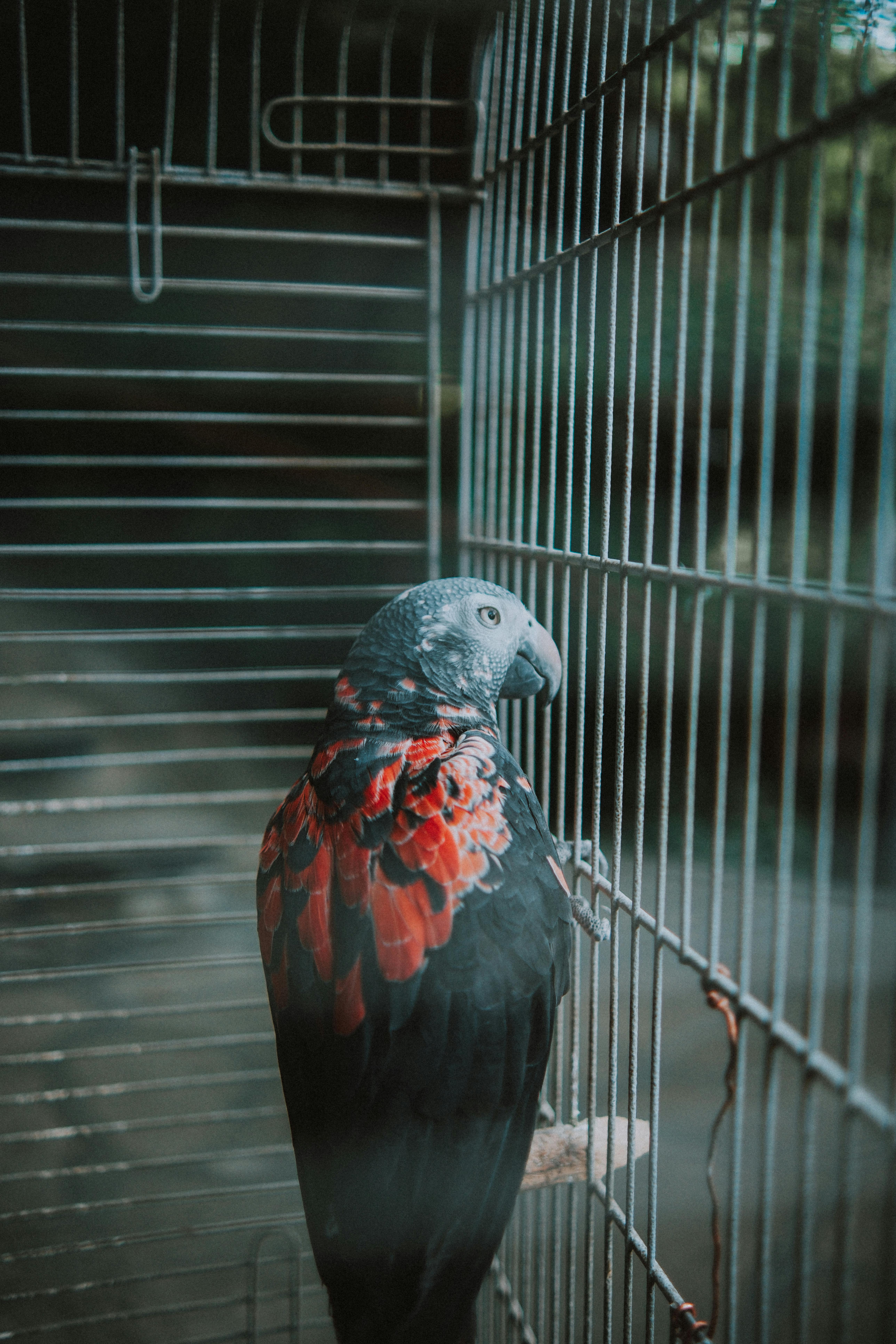 Socializing with Your Pet Parrot