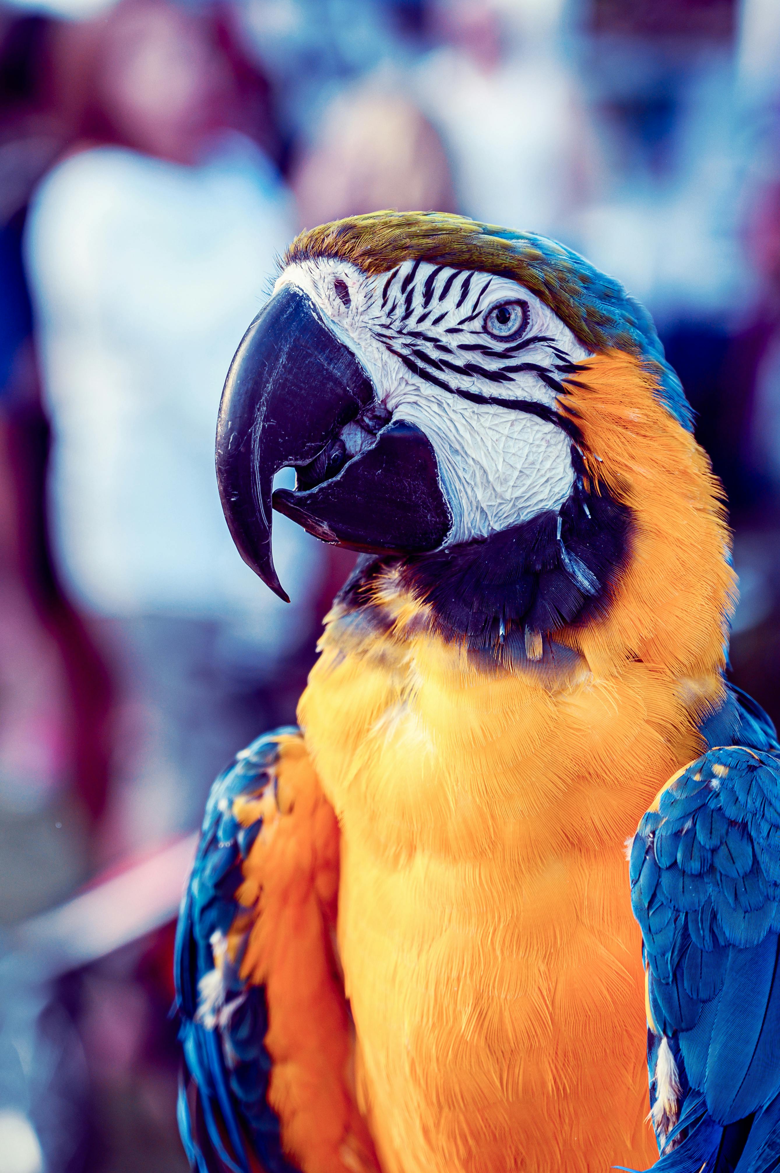 Colorful Parrots