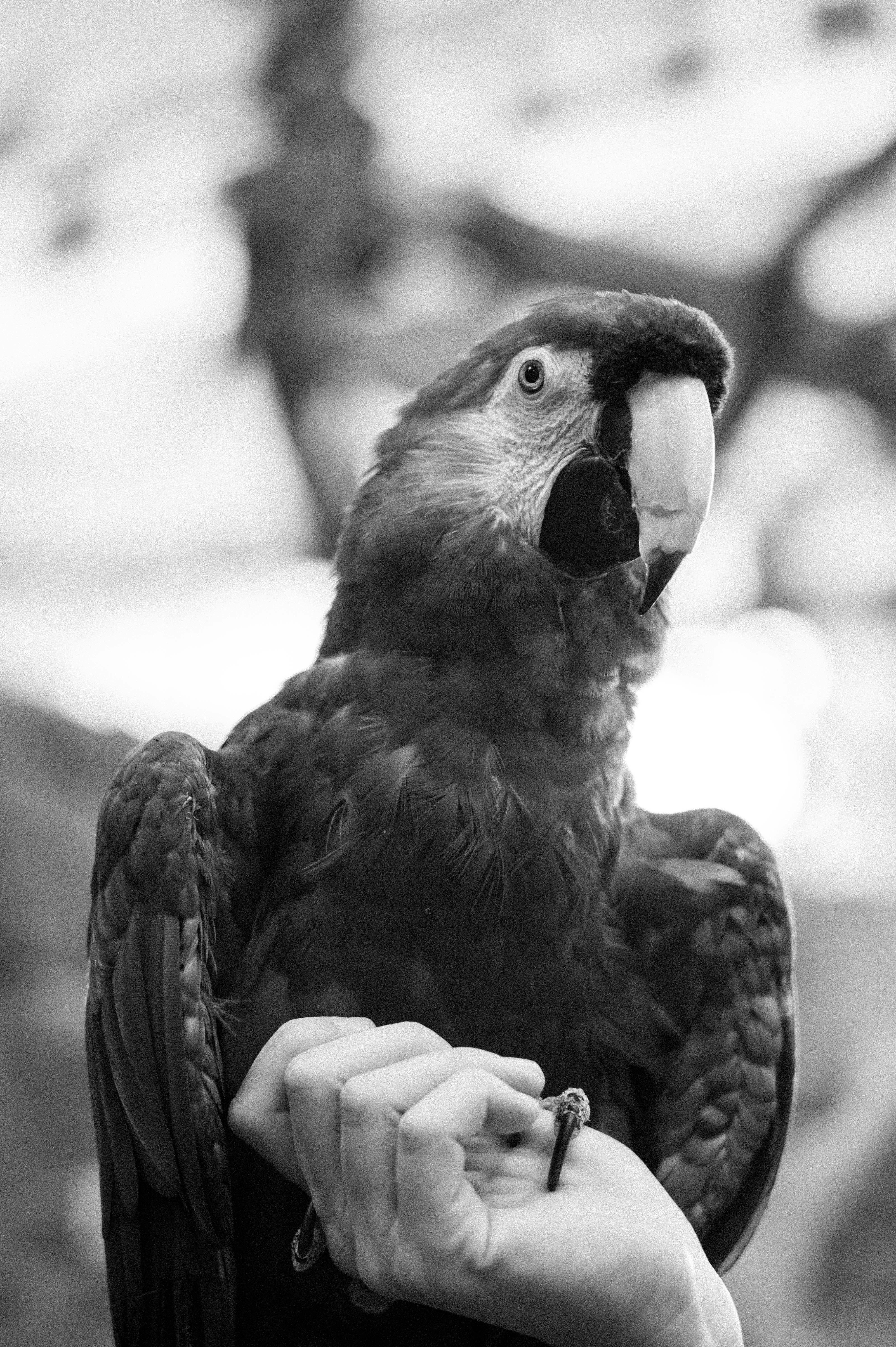 Happy Black Parrot in Natural Habitat