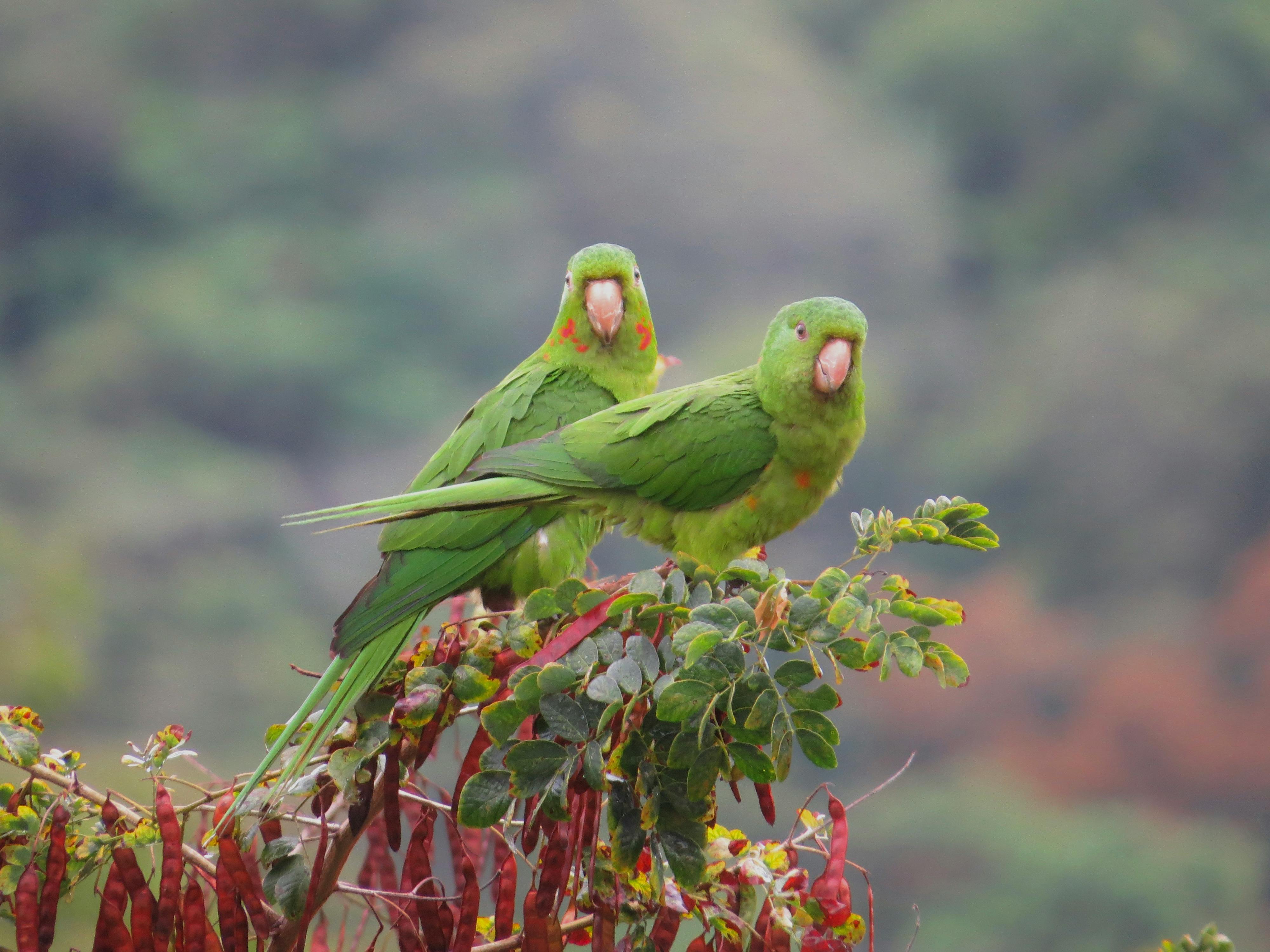 Parrot Jungle Miami