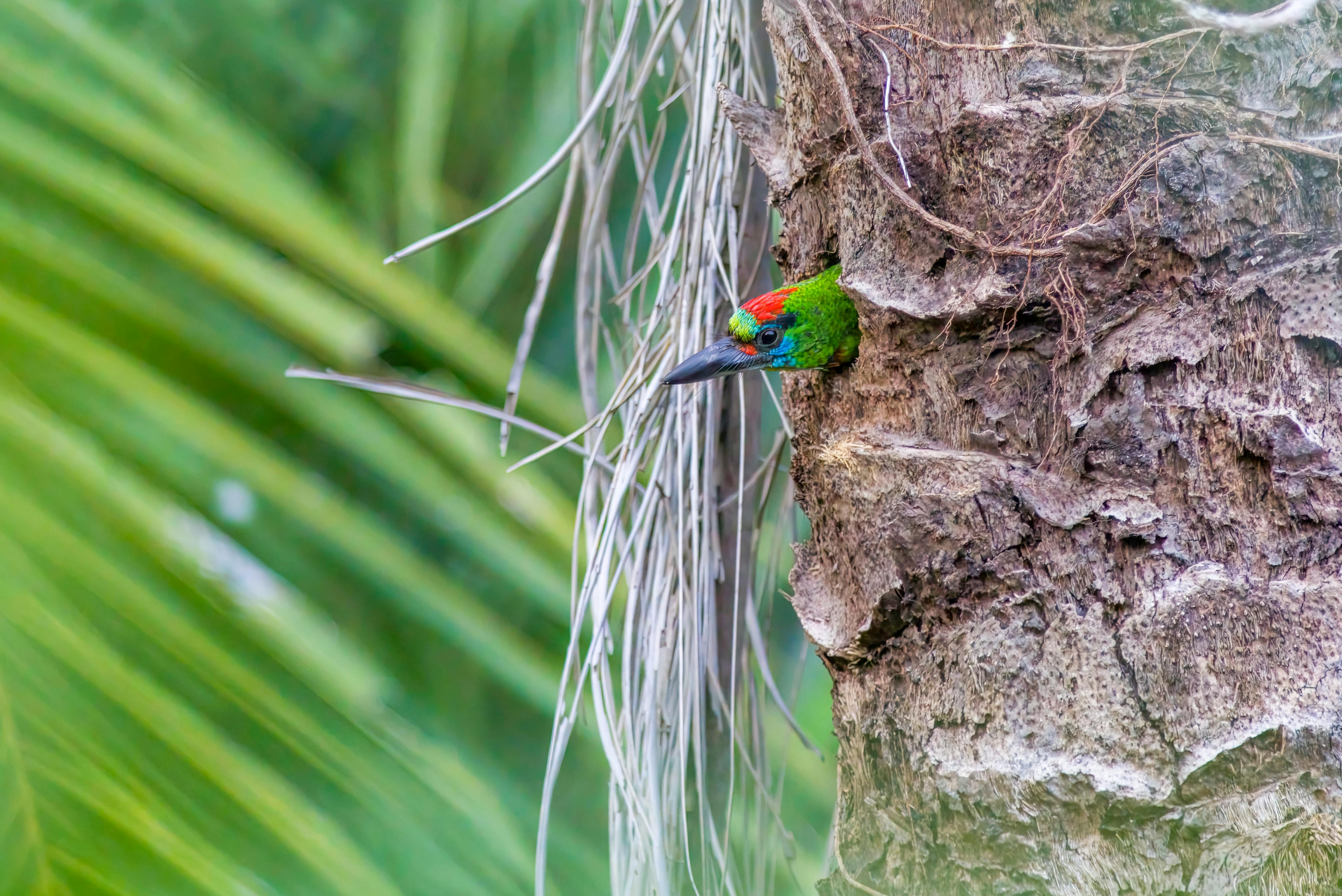 Birds at Parrot Jungle Miami