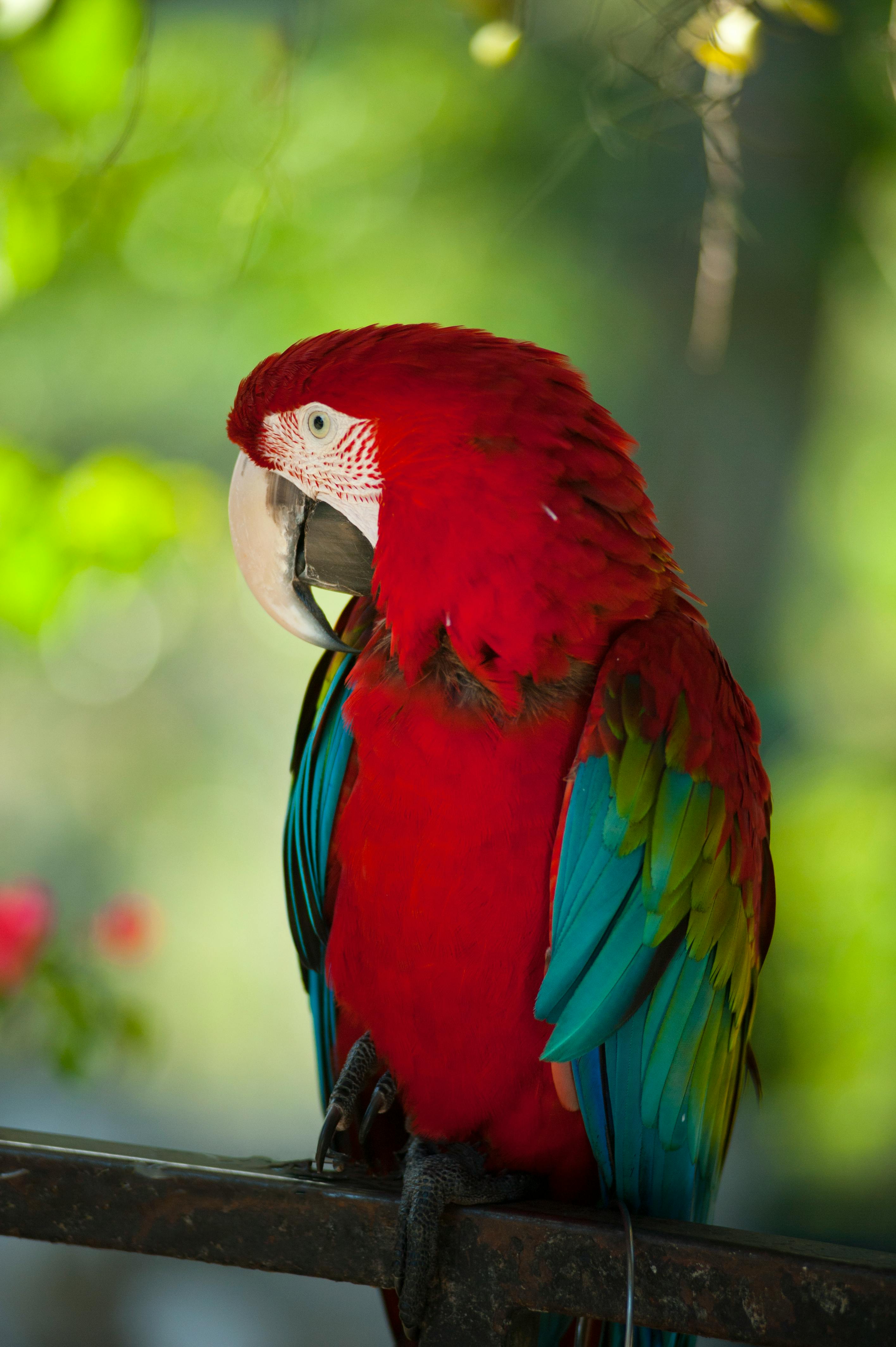 Blue Parrot