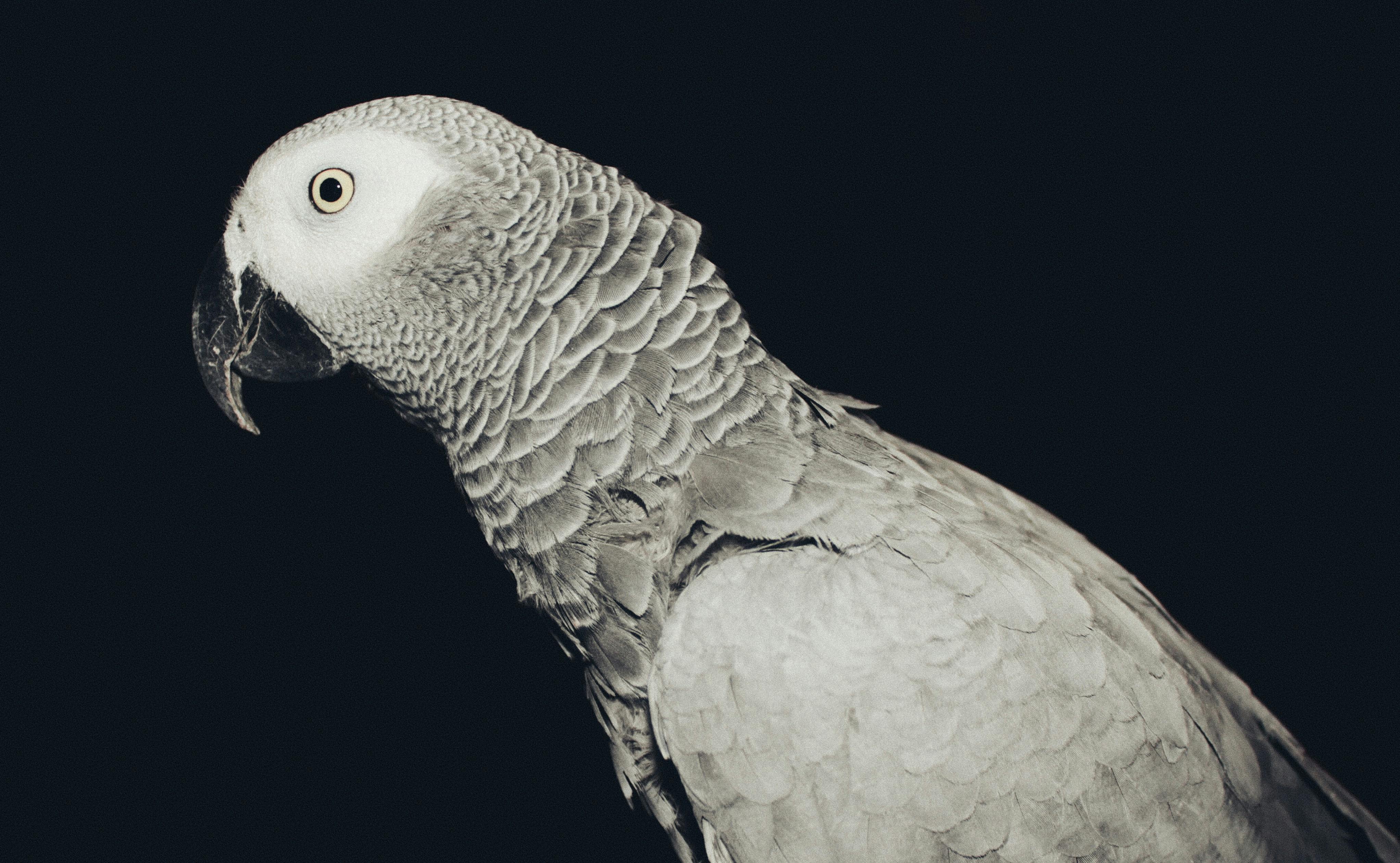 Grey African Parrot