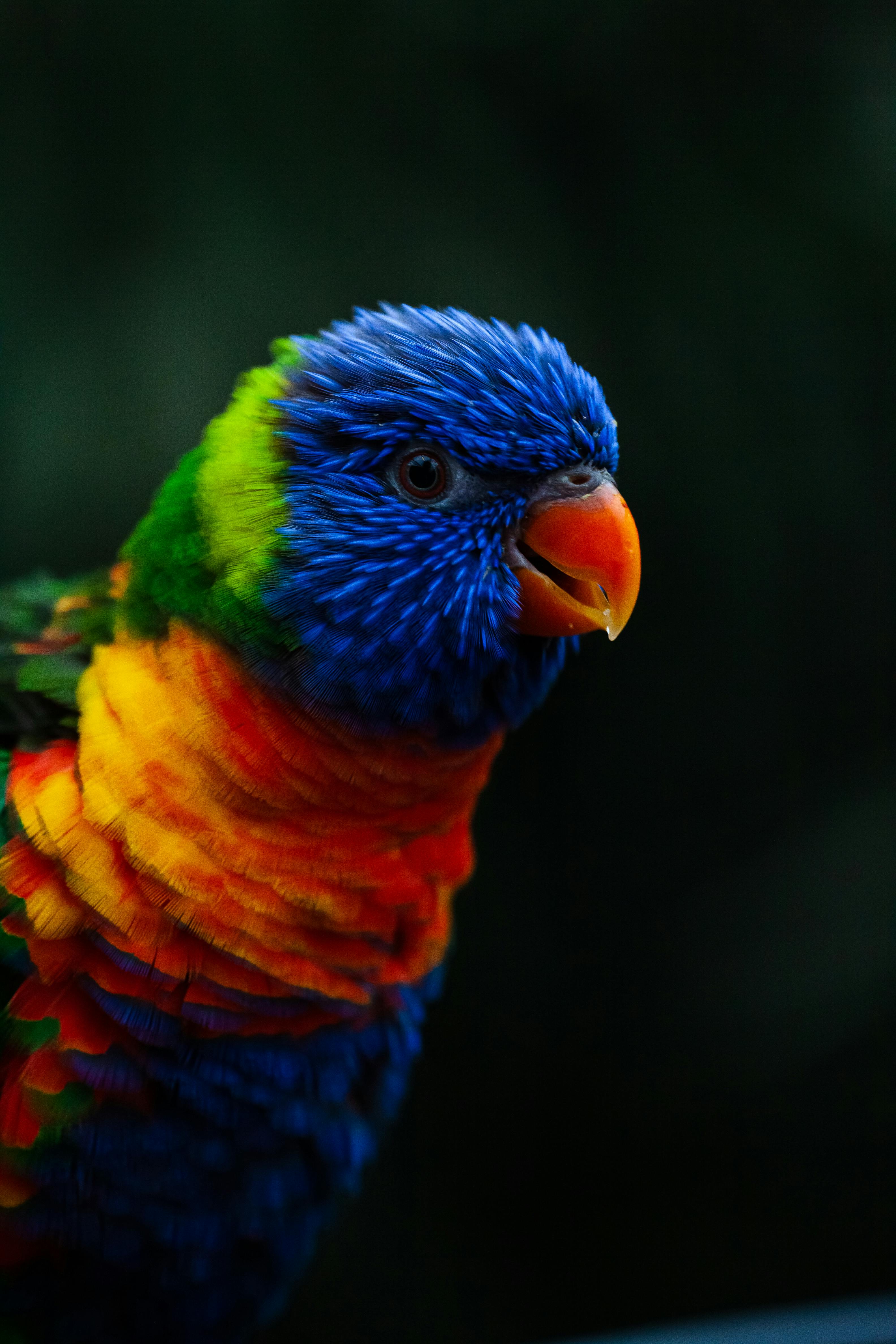 Green Quaker Parrot