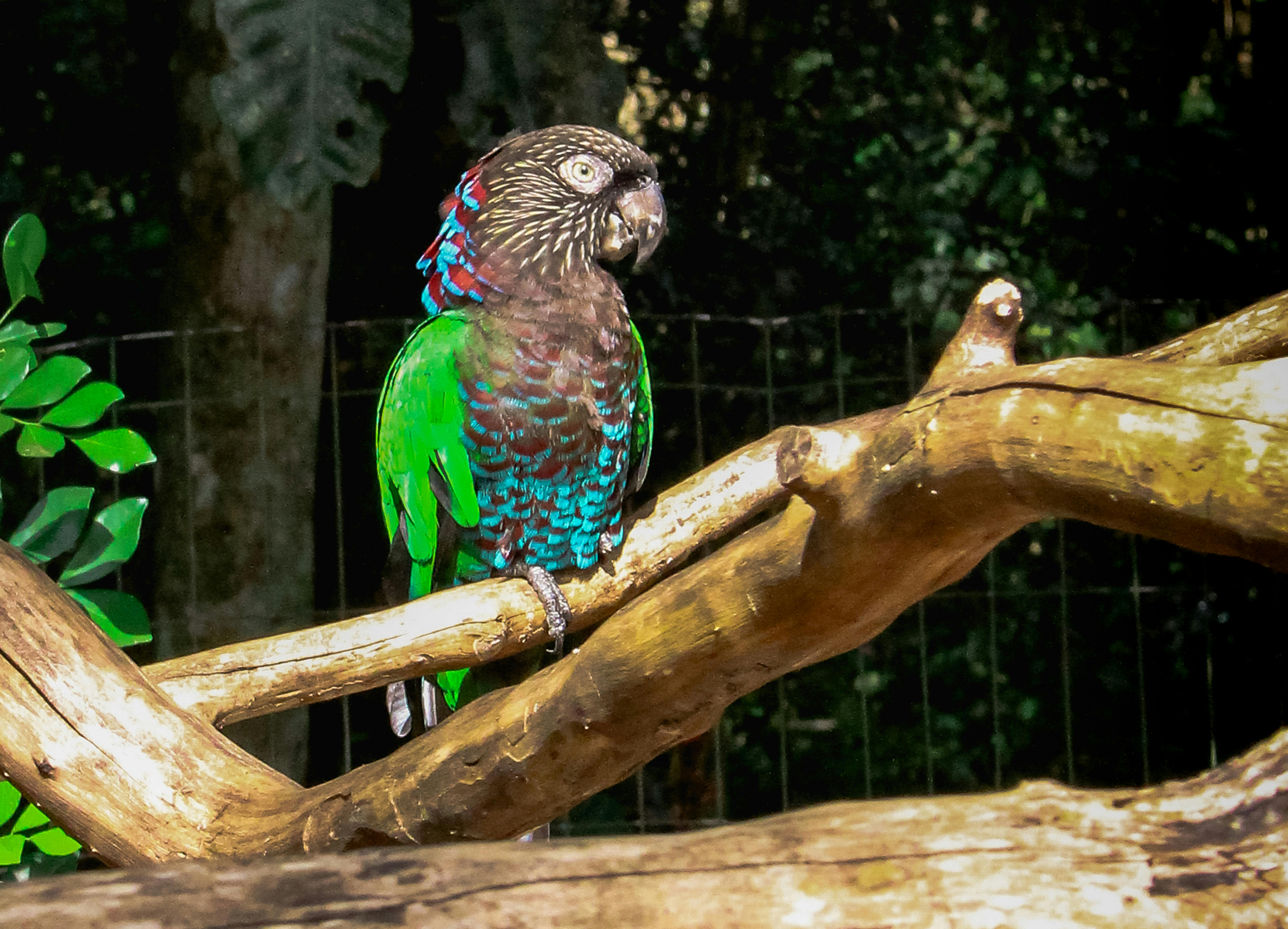 Green Quaker Parrot