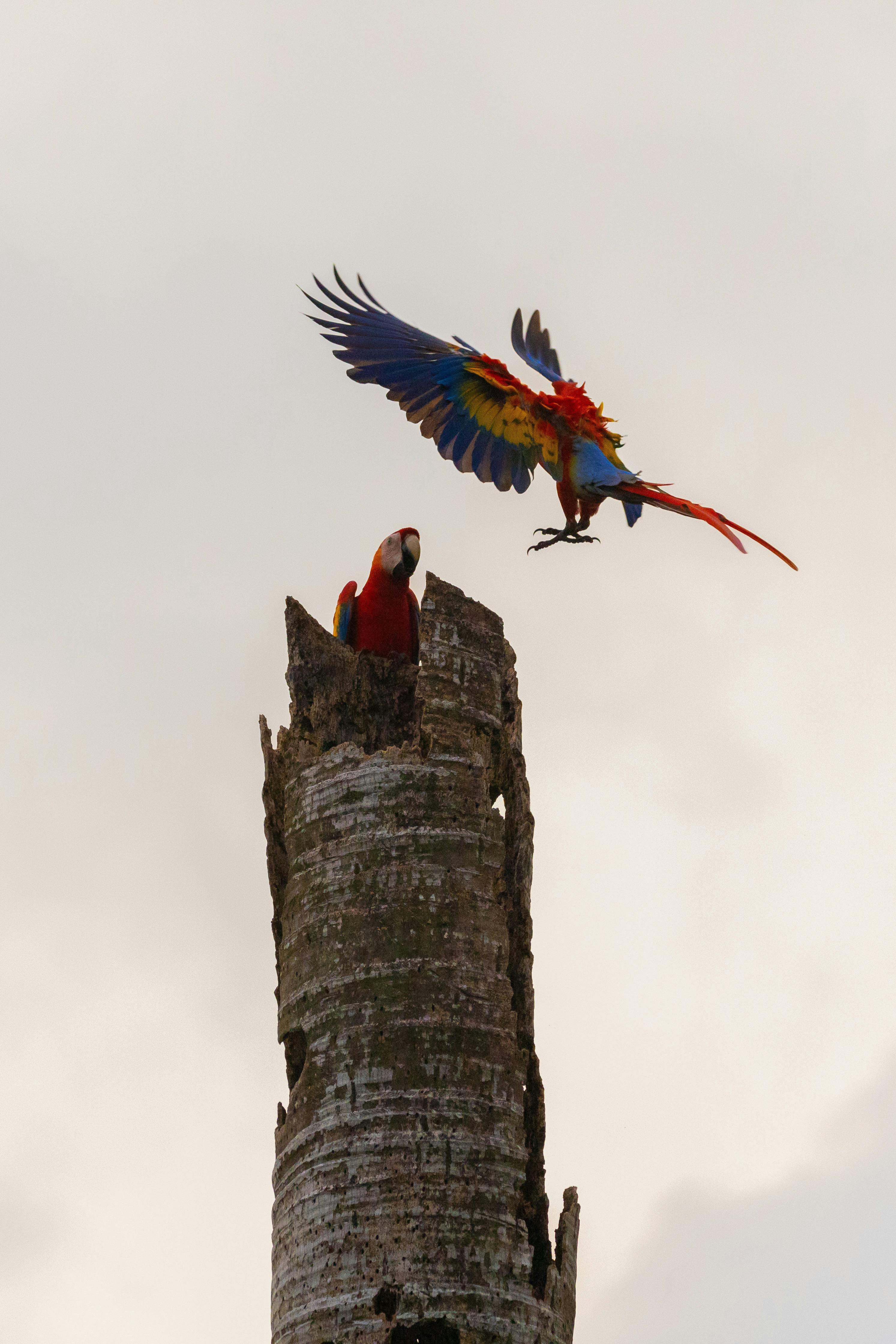 Colorful Paradise Parrot