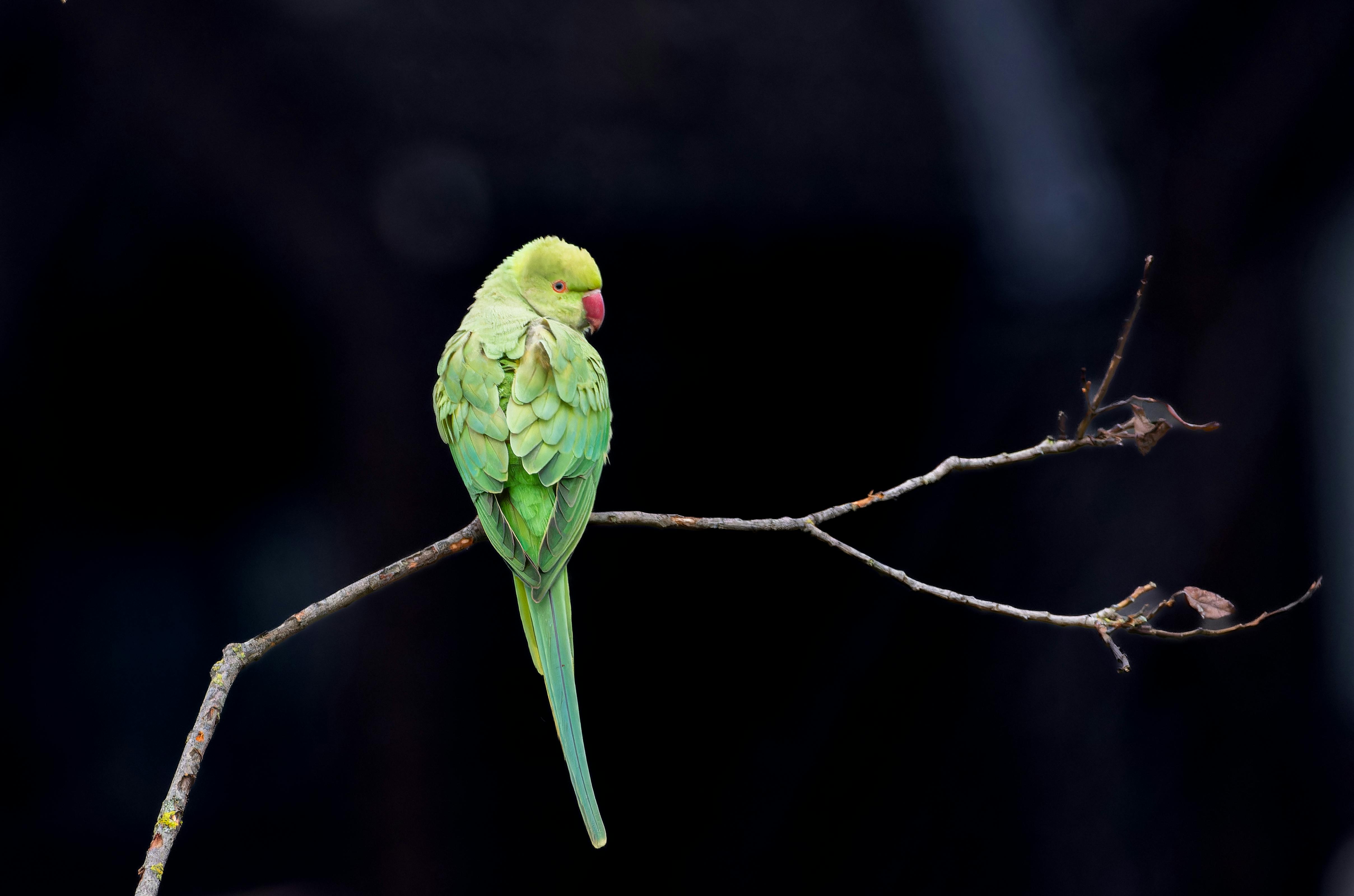 Beautiful Paradise Parrot