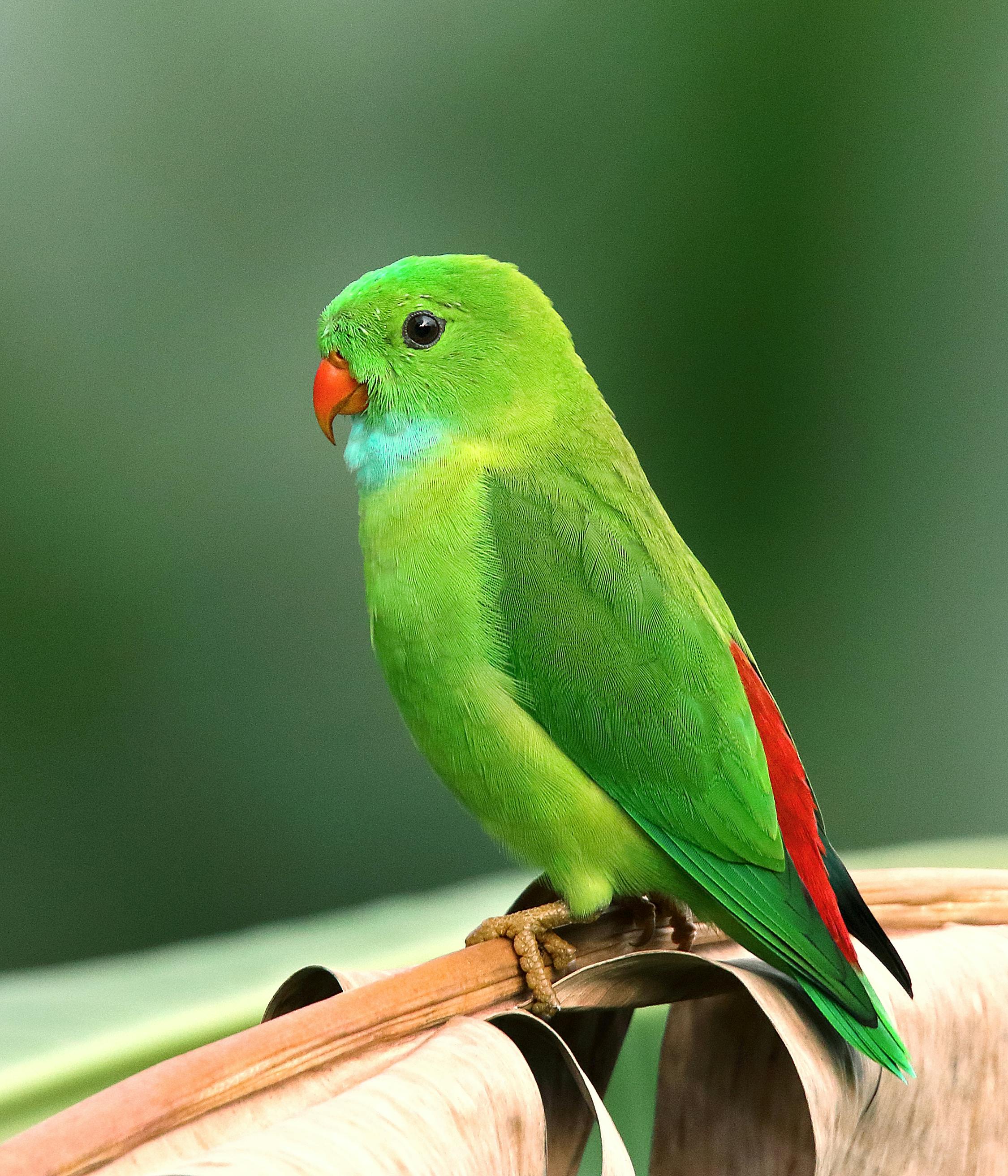 Colorful Parrots