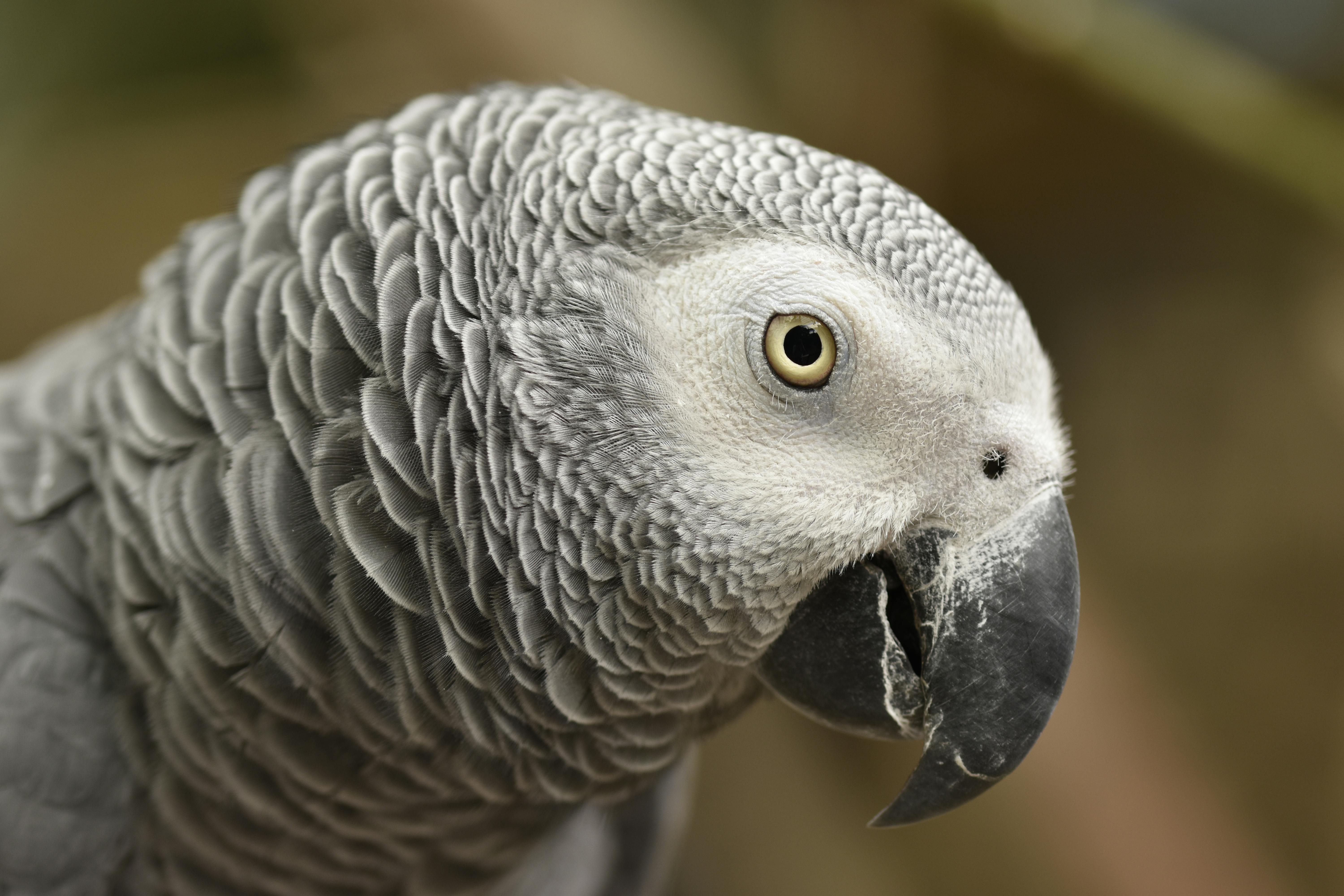 Gray African Parrot