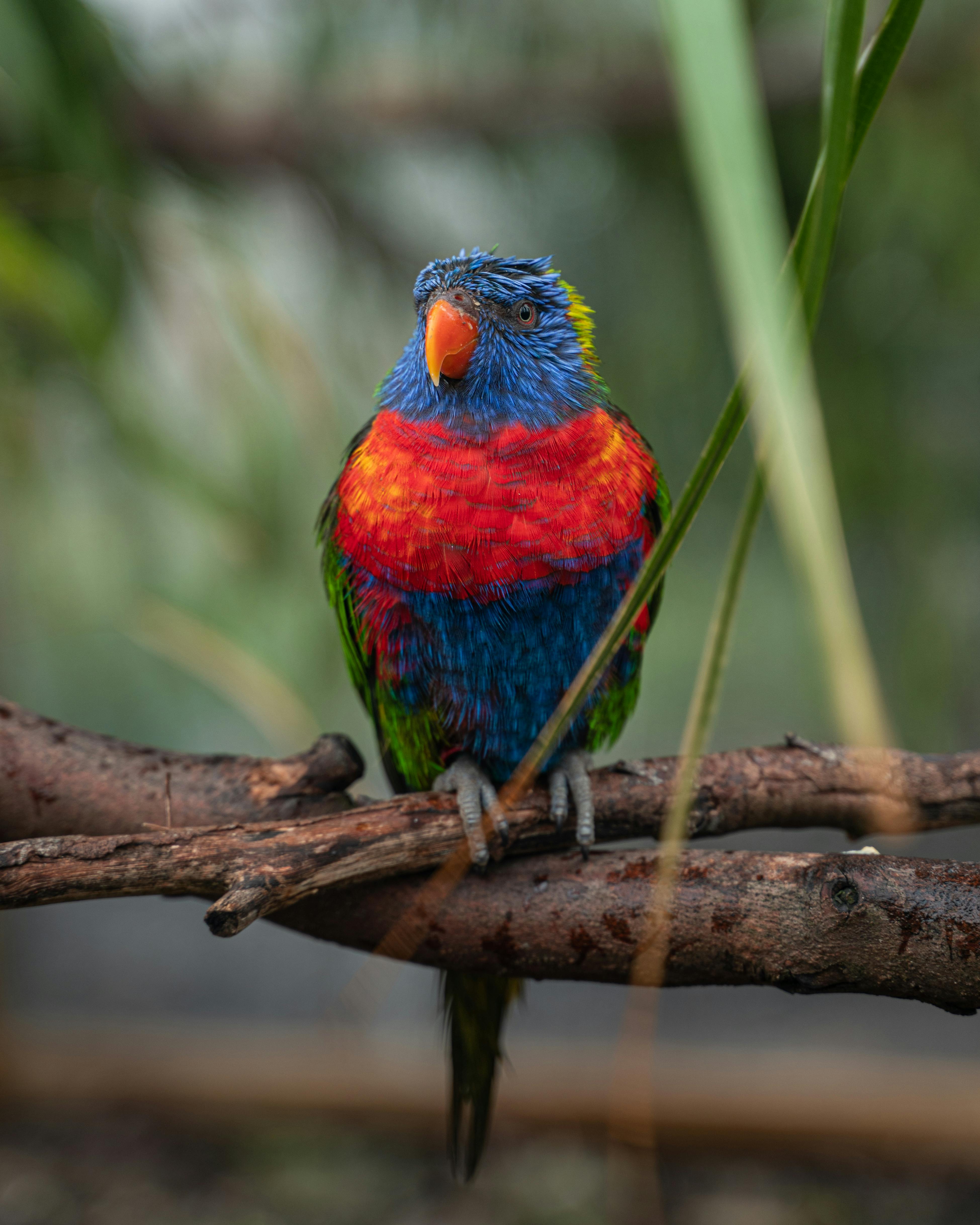 Green Amazon Parrot