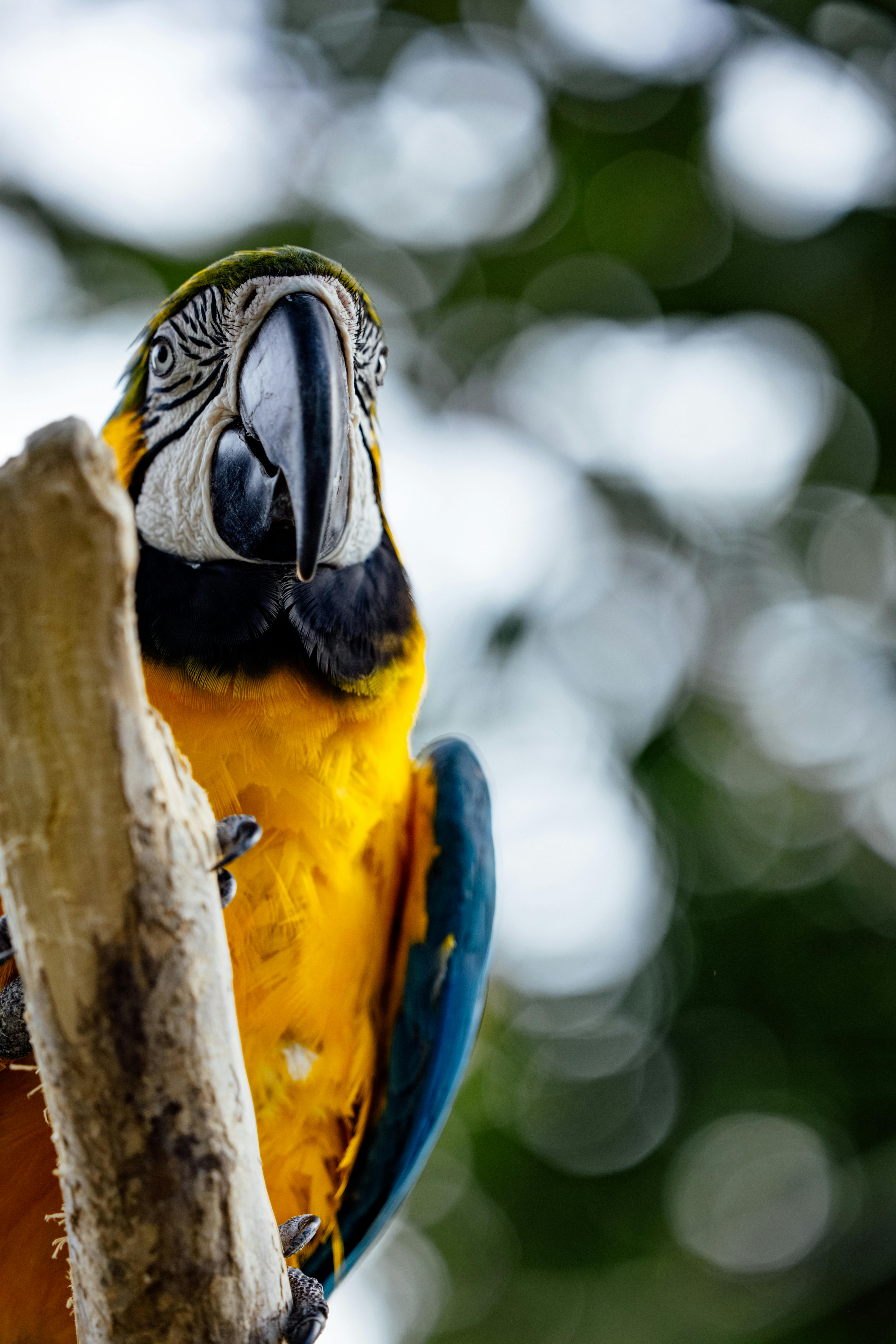 Training Green Amazon Parrot