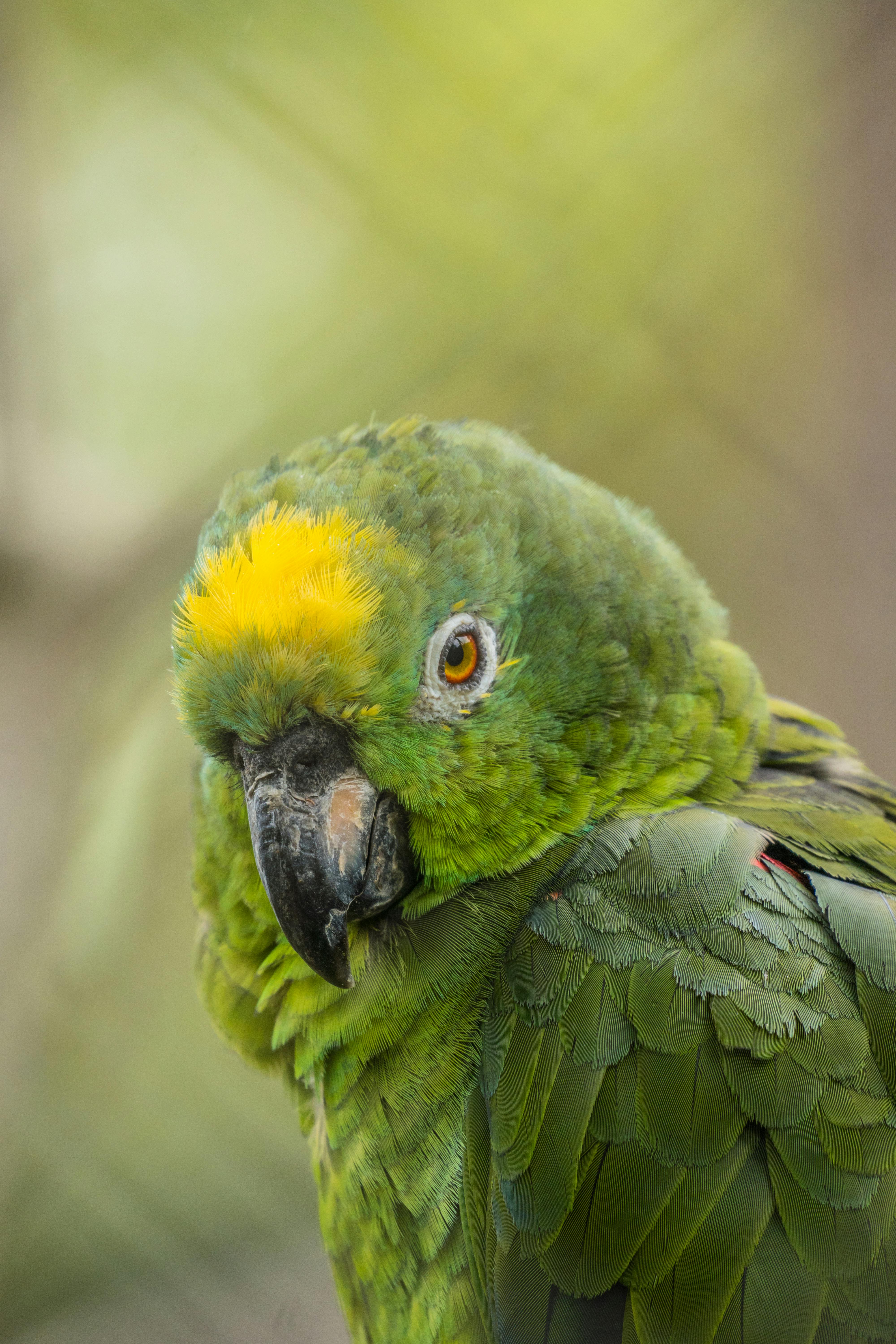 Parrot Heads Gathering