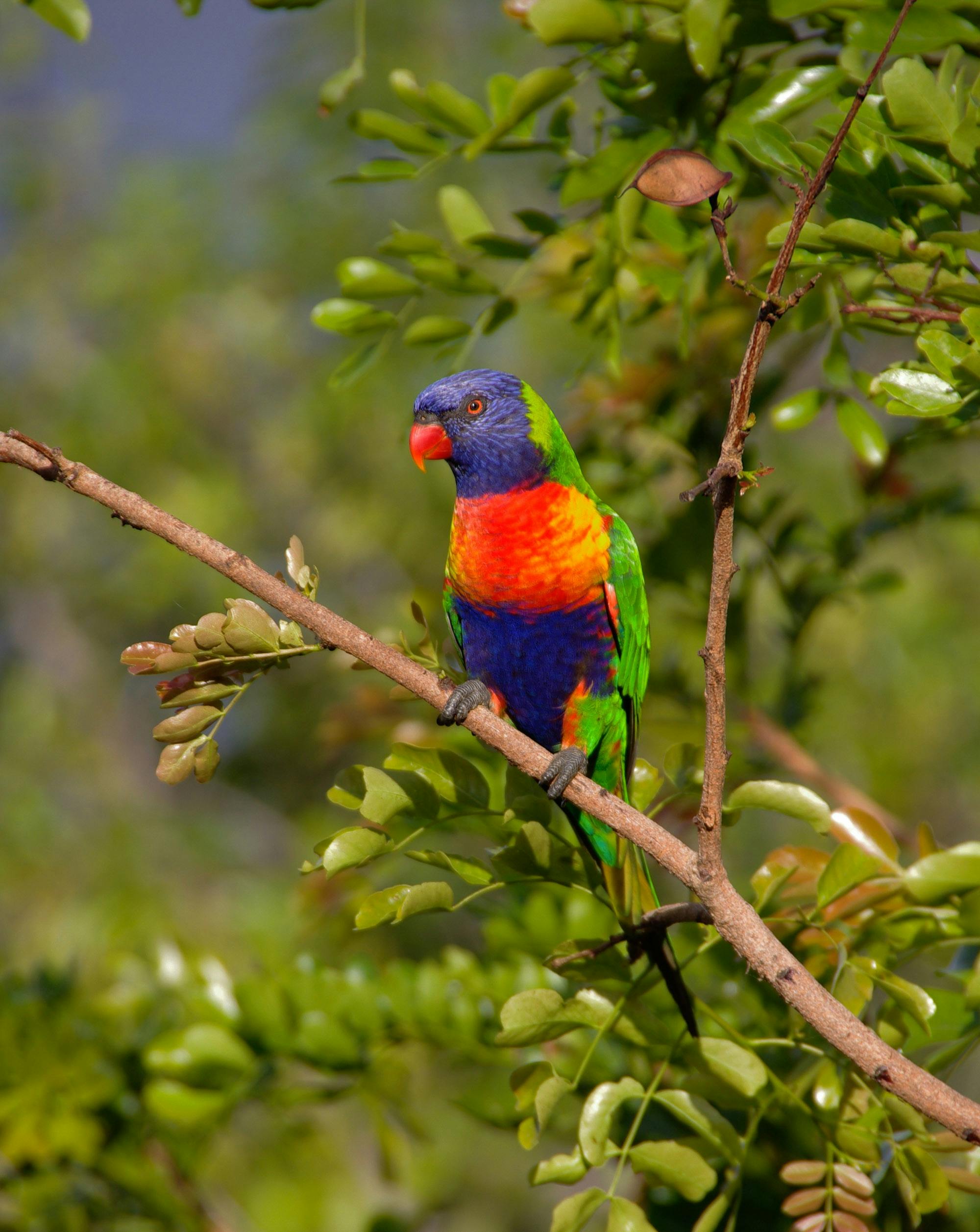 Parrot Adoption