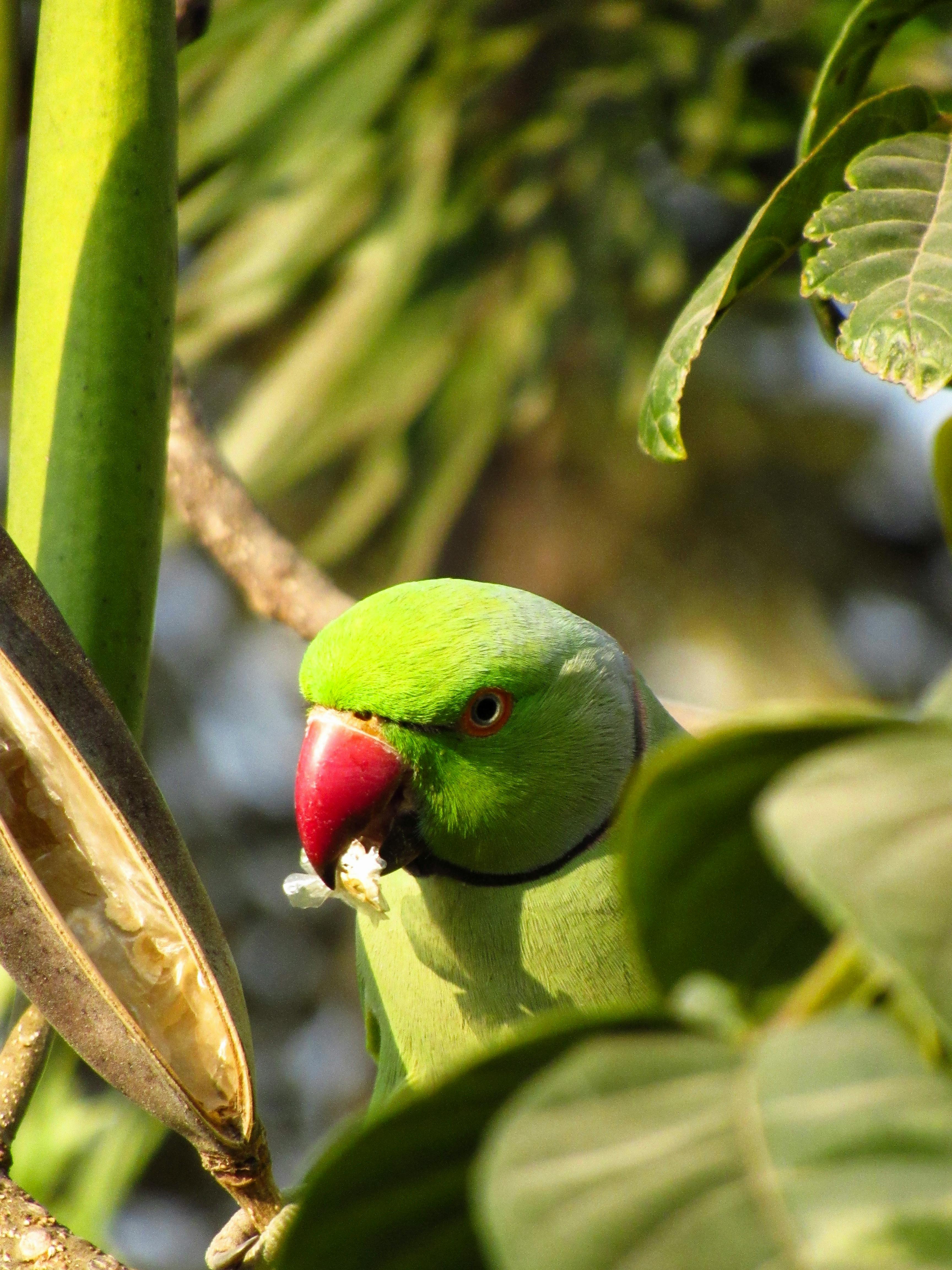 Indian parrot on a branch