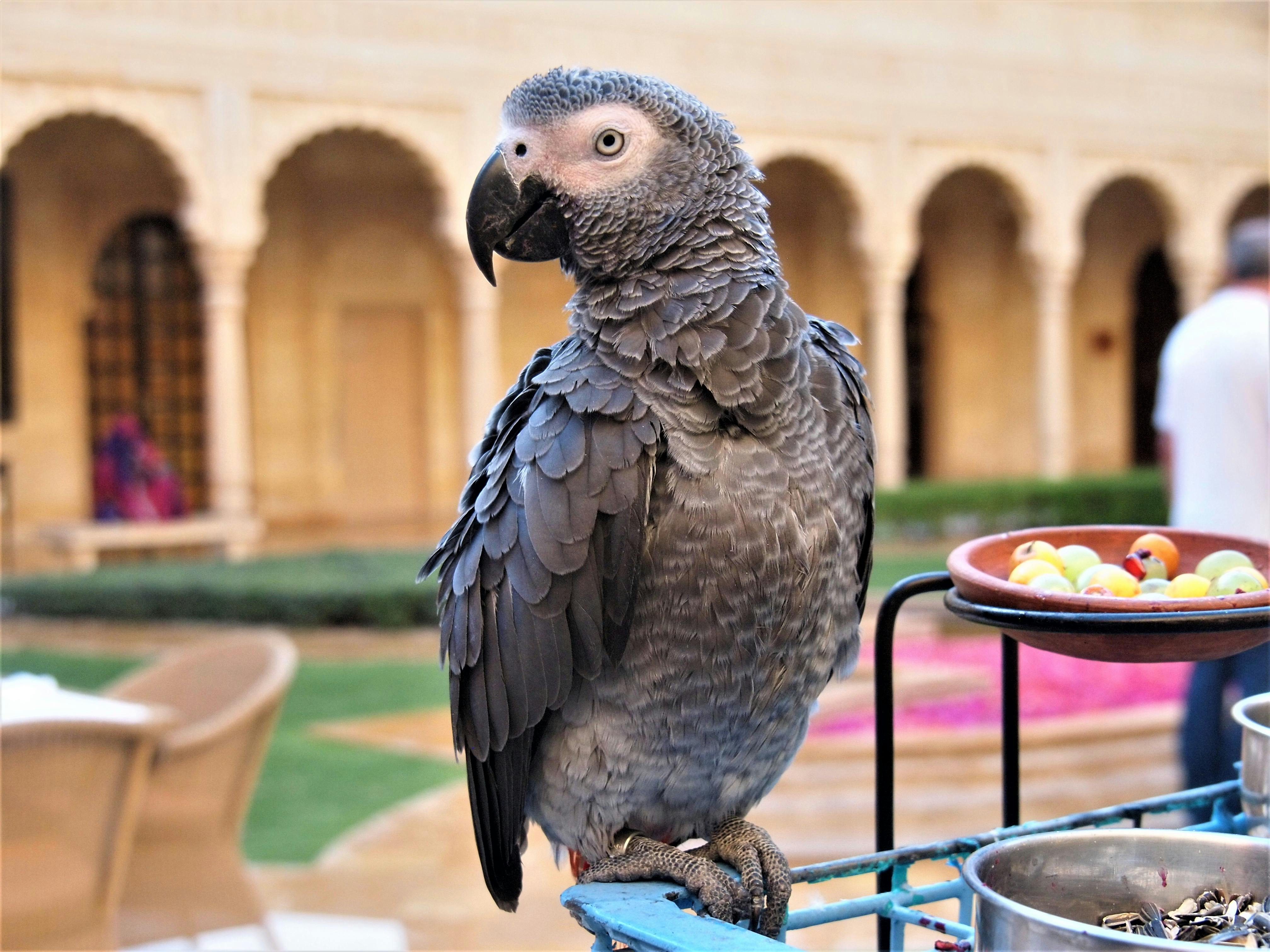 Colorful Indian parrot flying