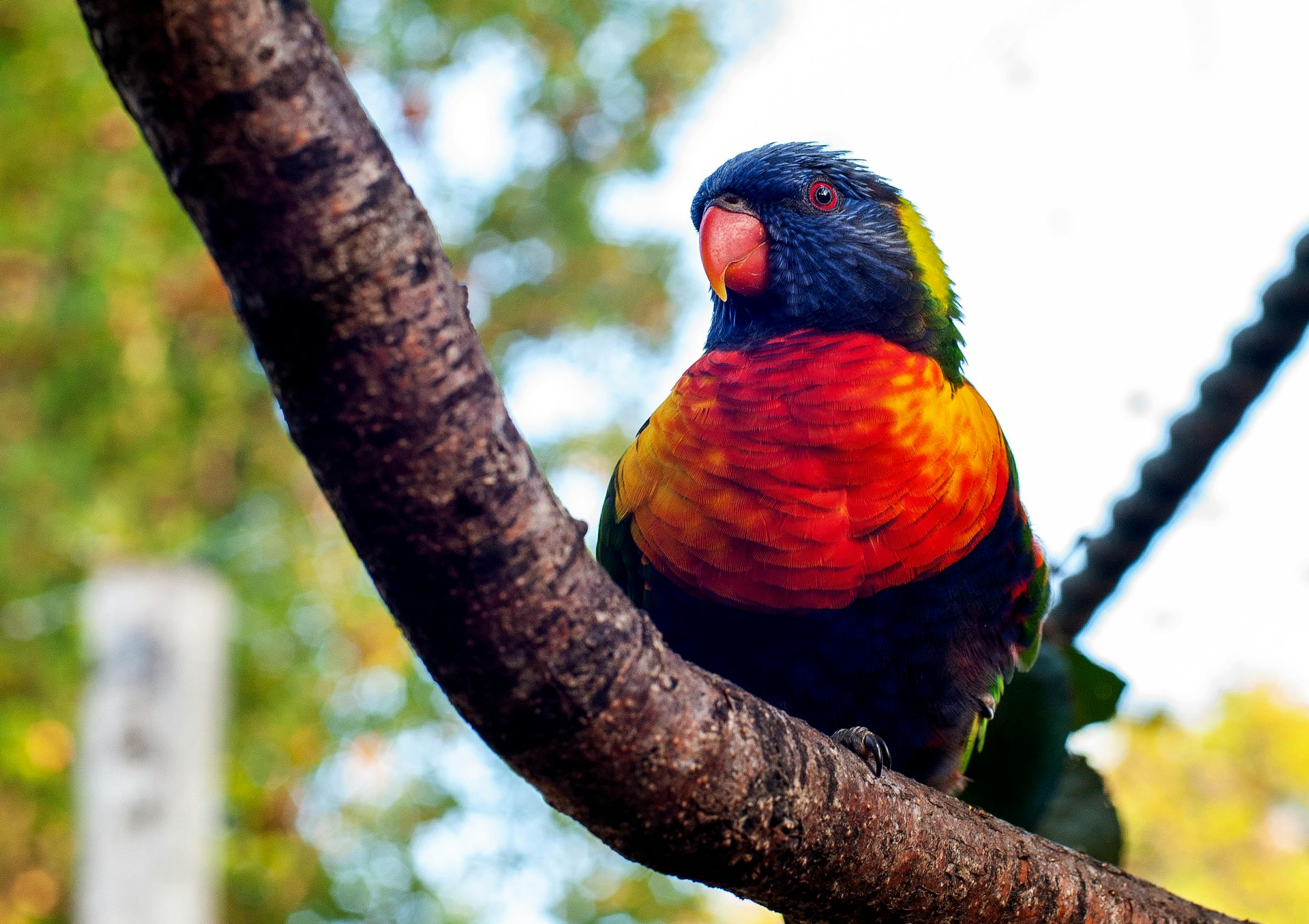 Eclectus Parrot Lifespan