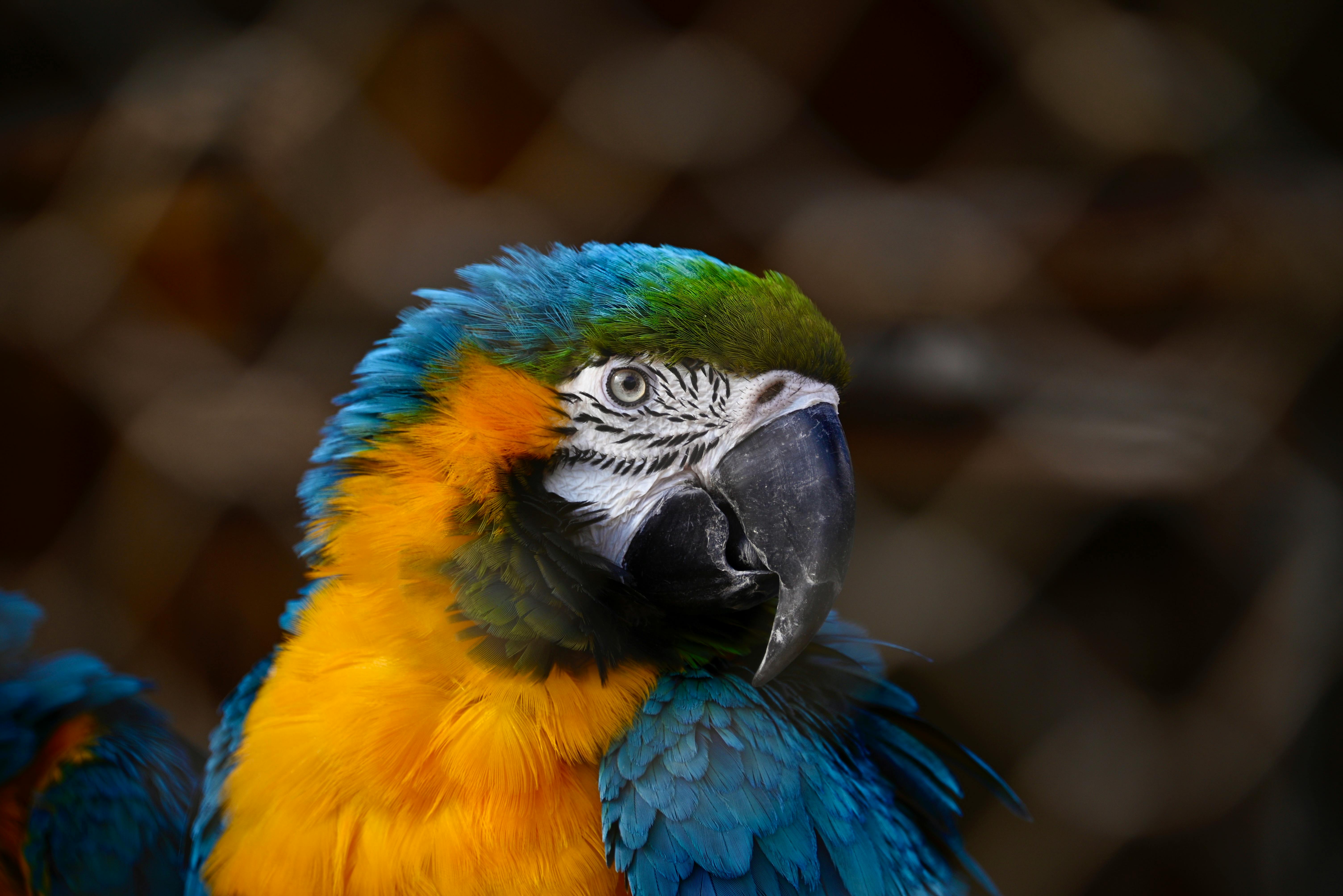 Healthy Eclectus Parrots