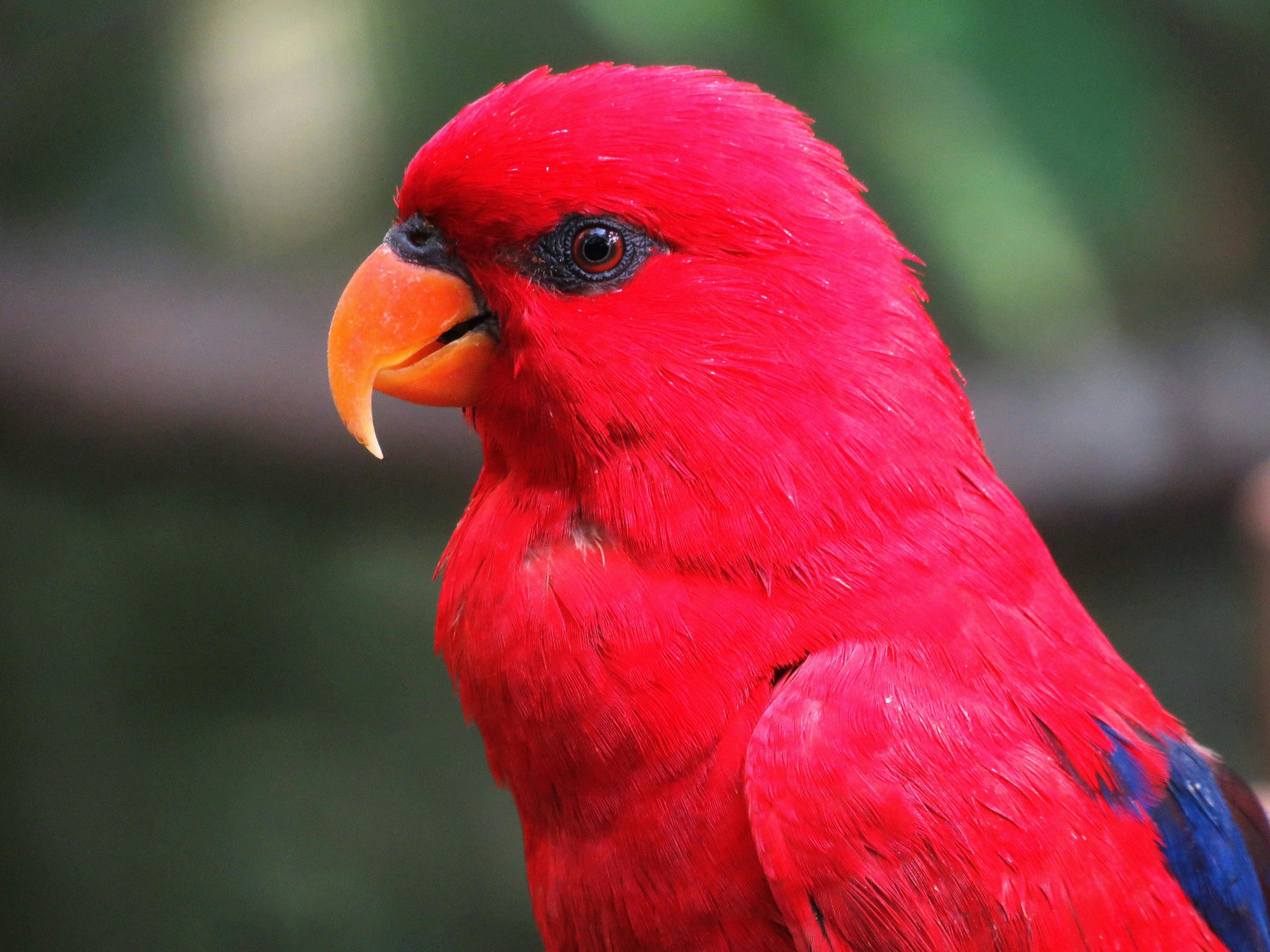 Macaw Parrot for Sale