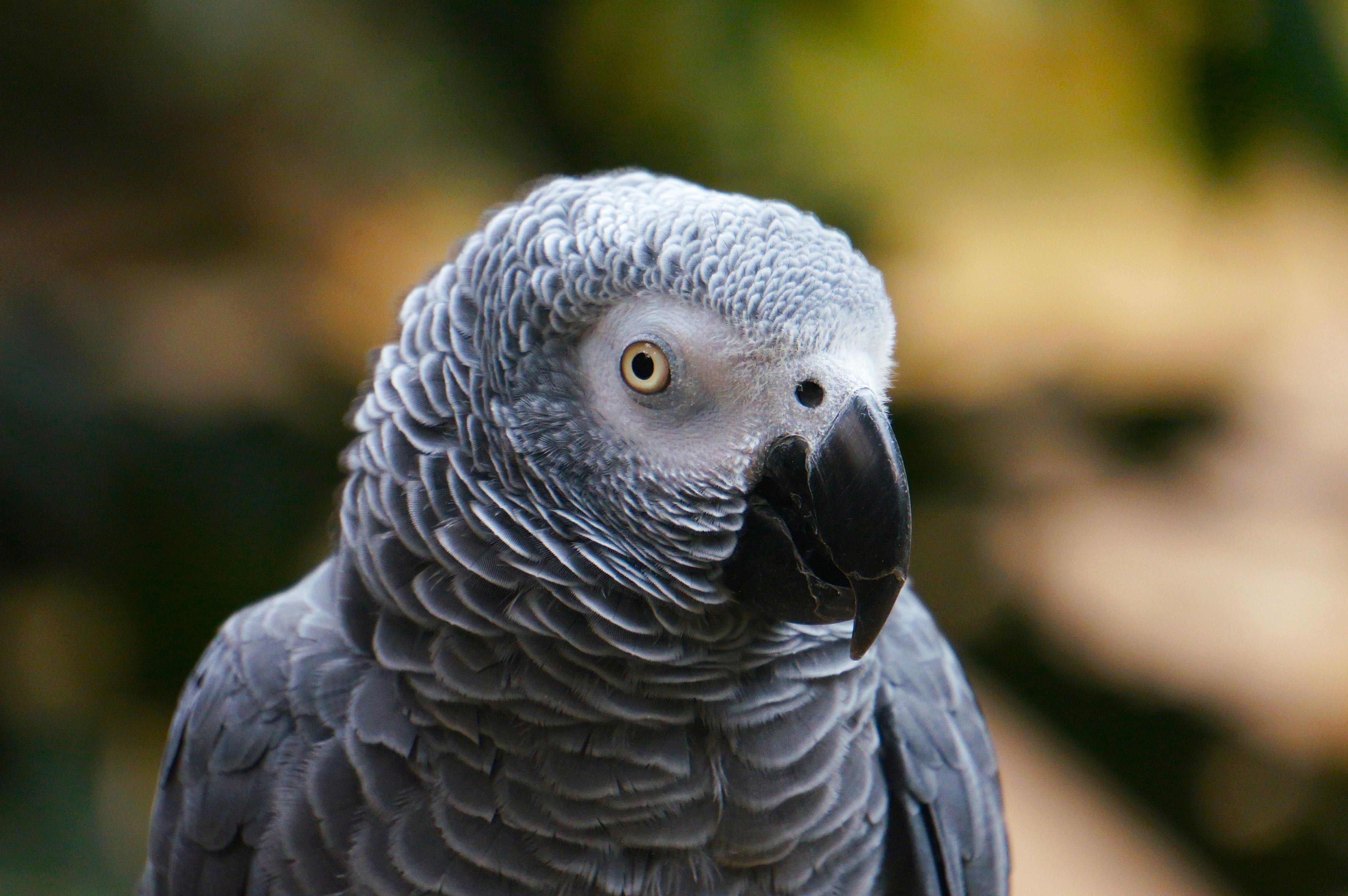 Types of Cockatoos