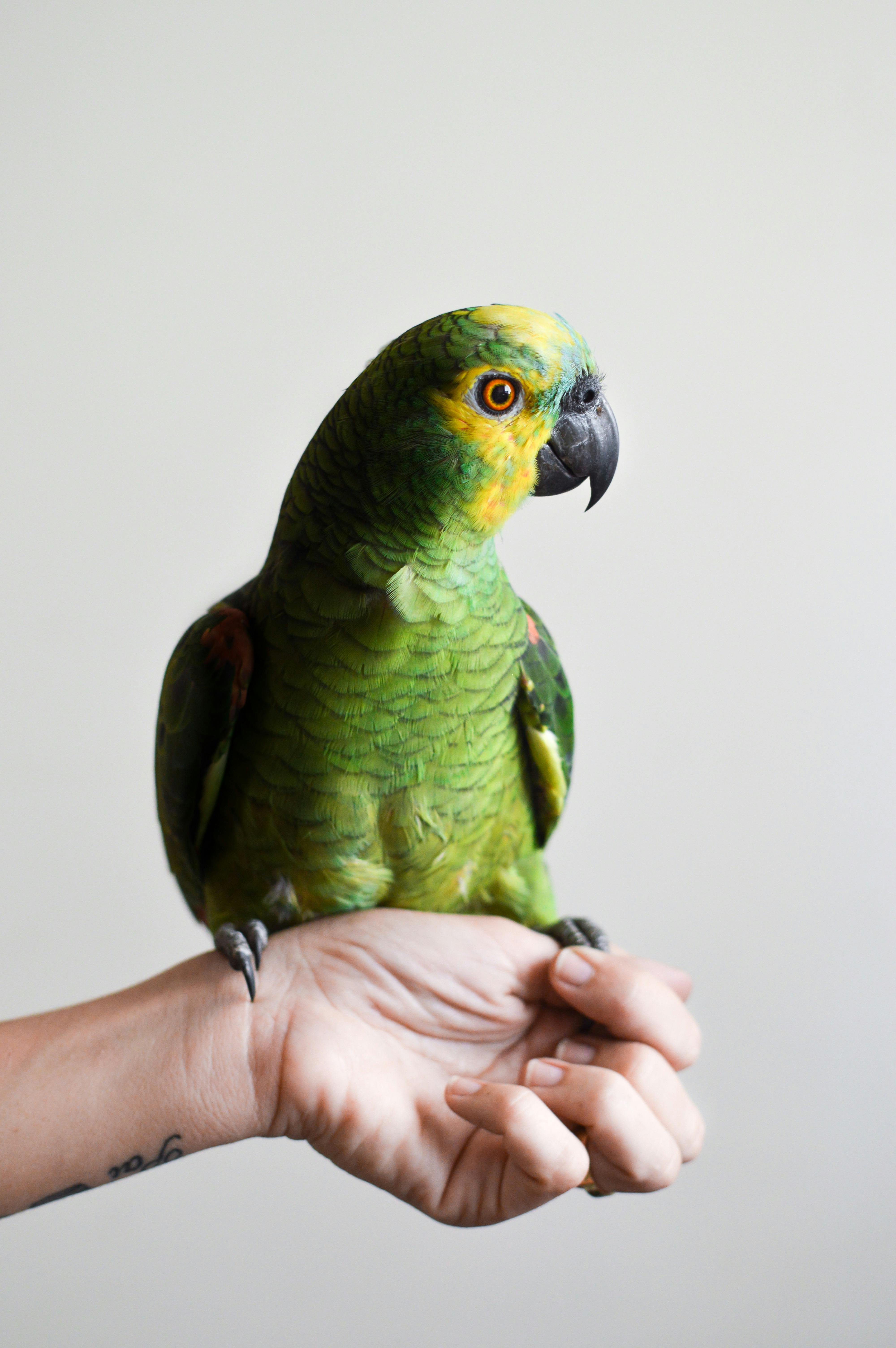 Parrot Rehabilitation