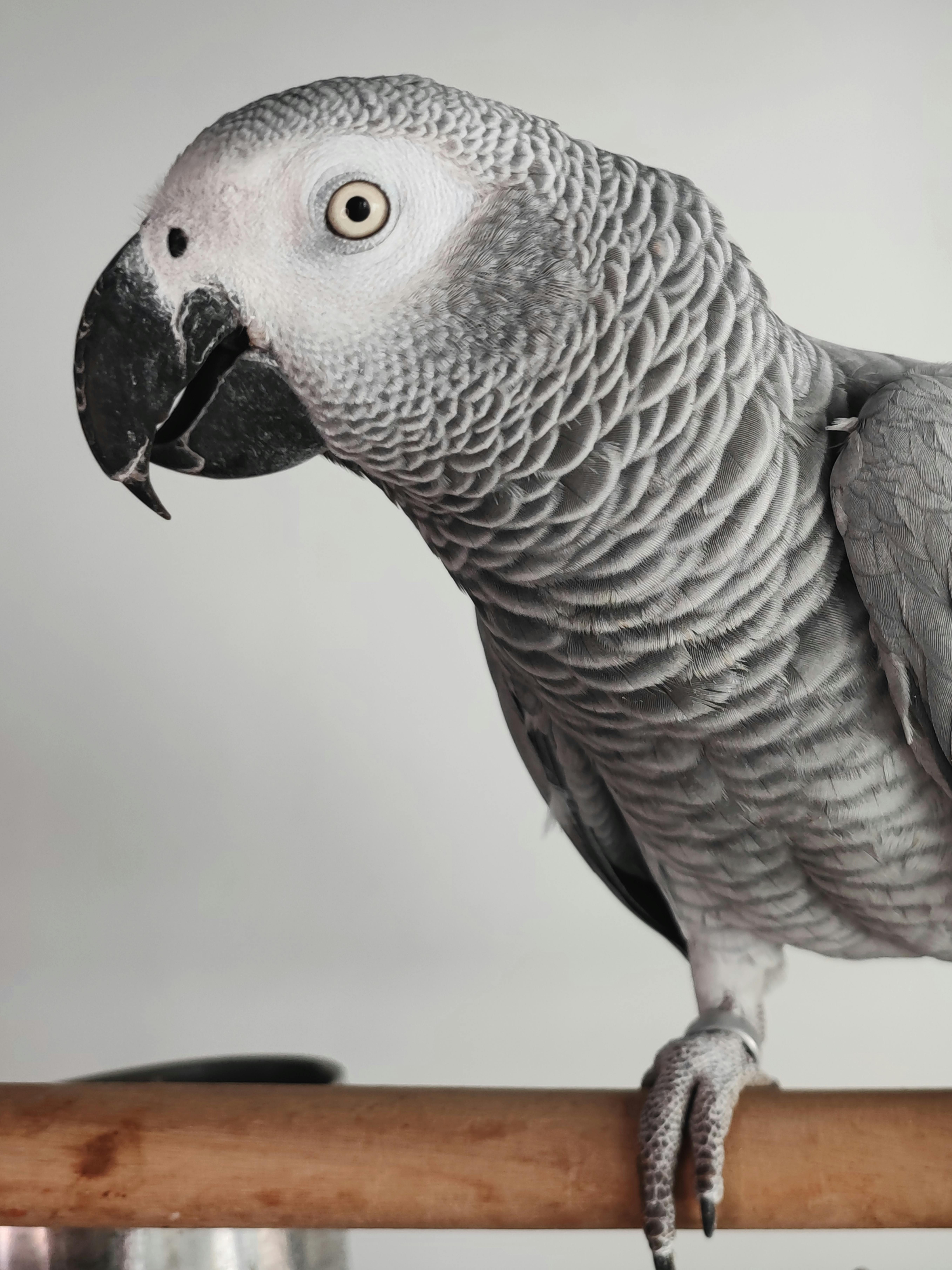 Colorful African Grey Parrot