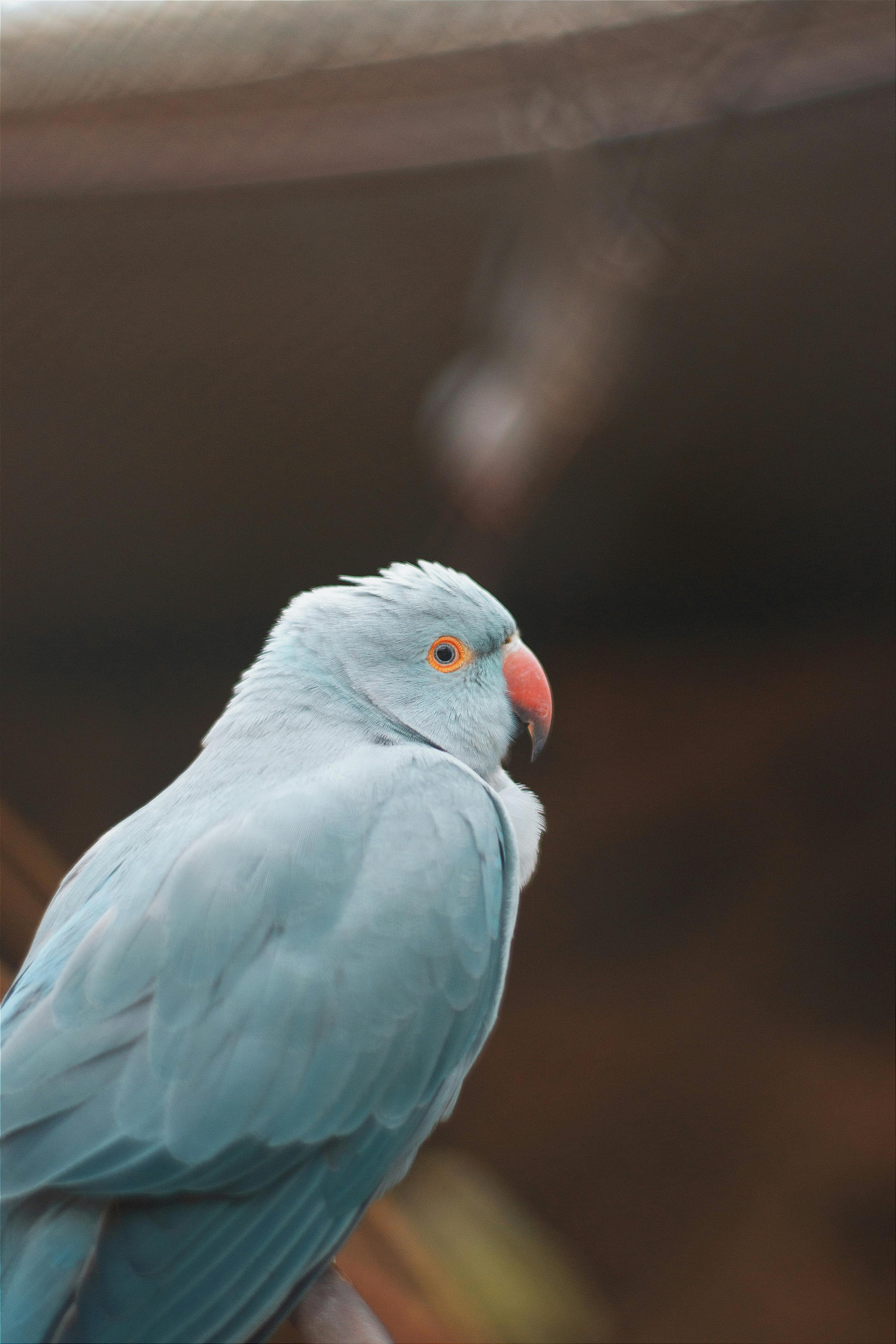 Blue Parrot in Habitat