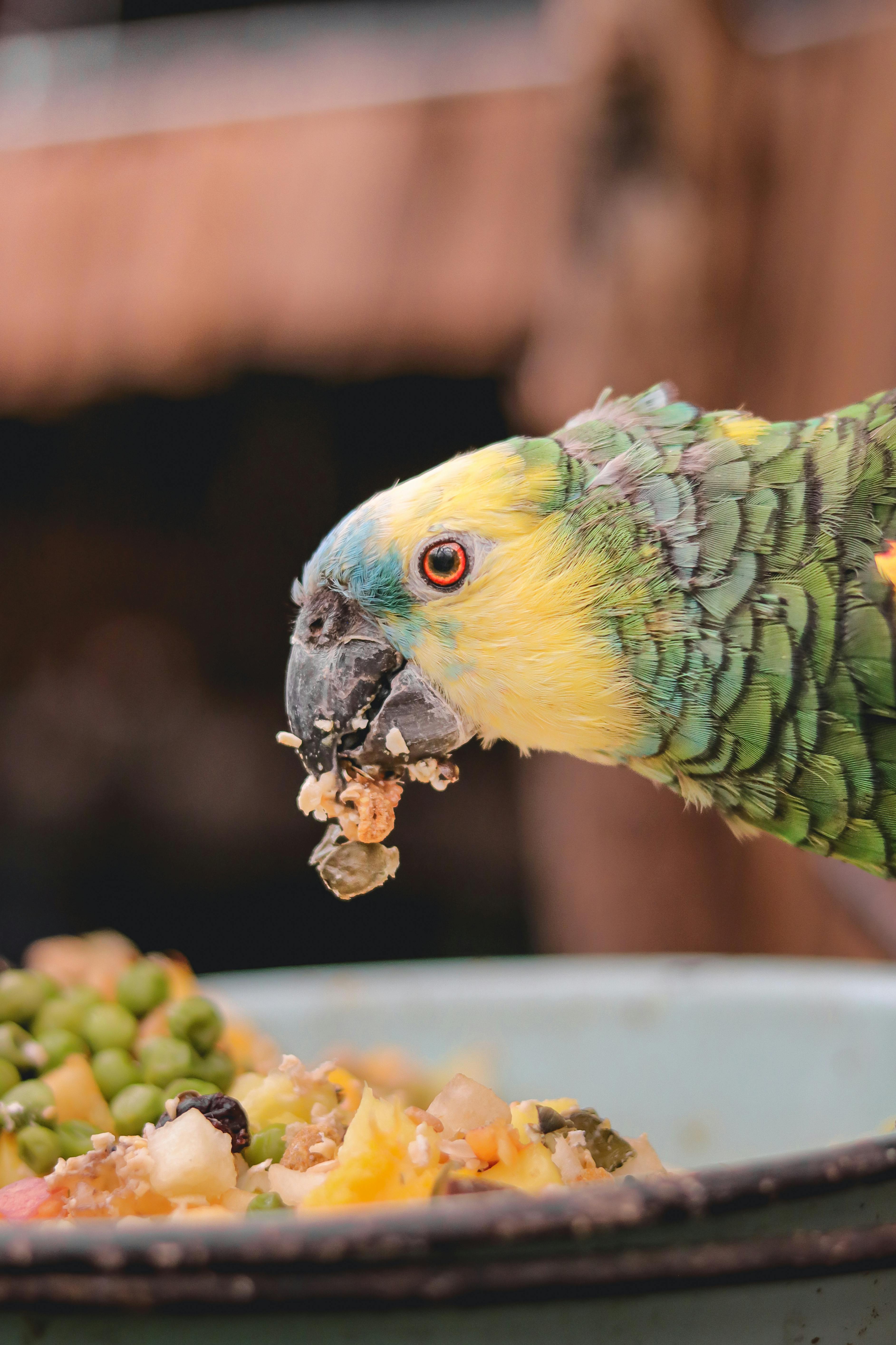 Amazon Parrot