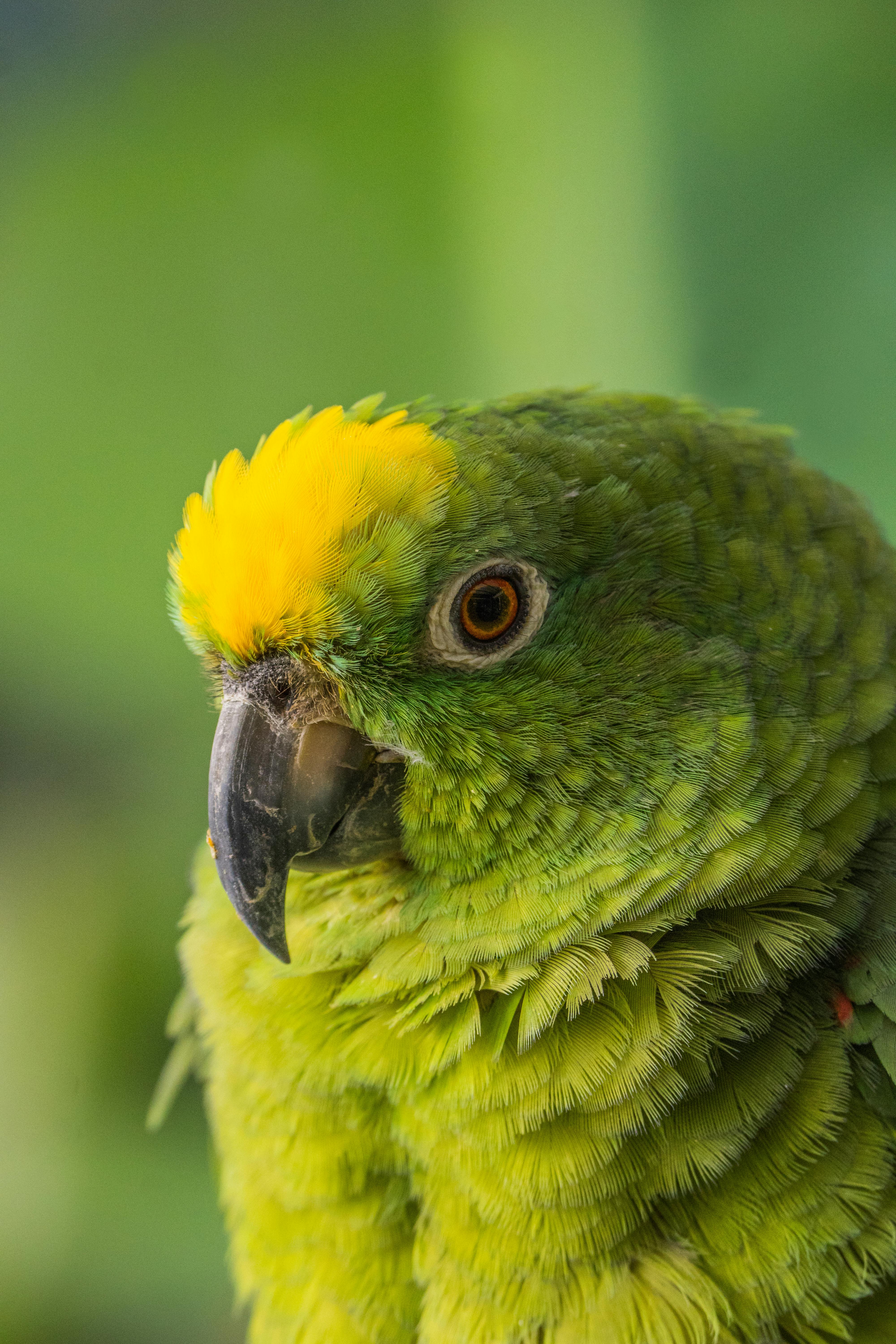 Amazon Parrot 2