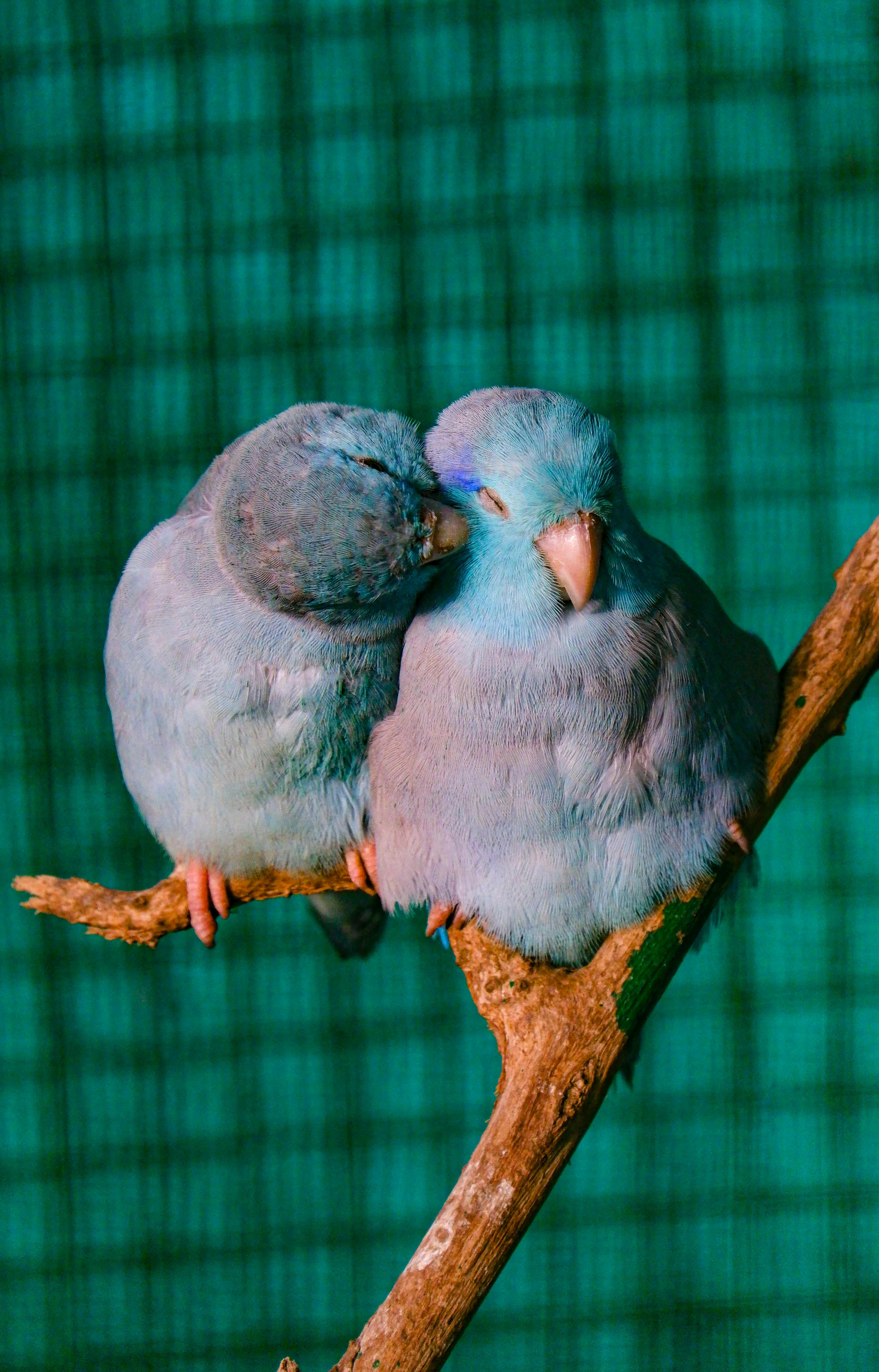 Caring for Your Parrotlet