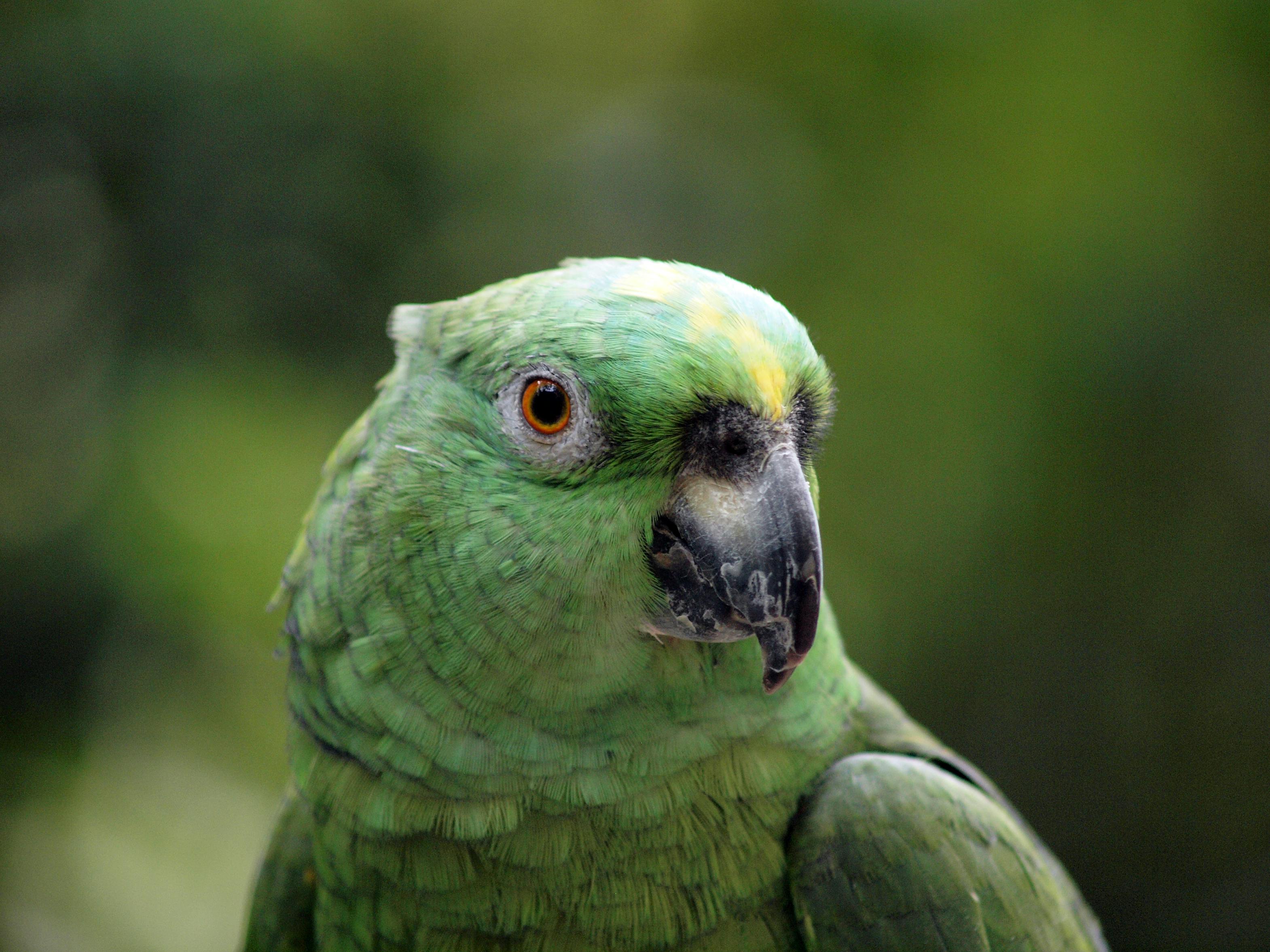 Parrotlets Playing