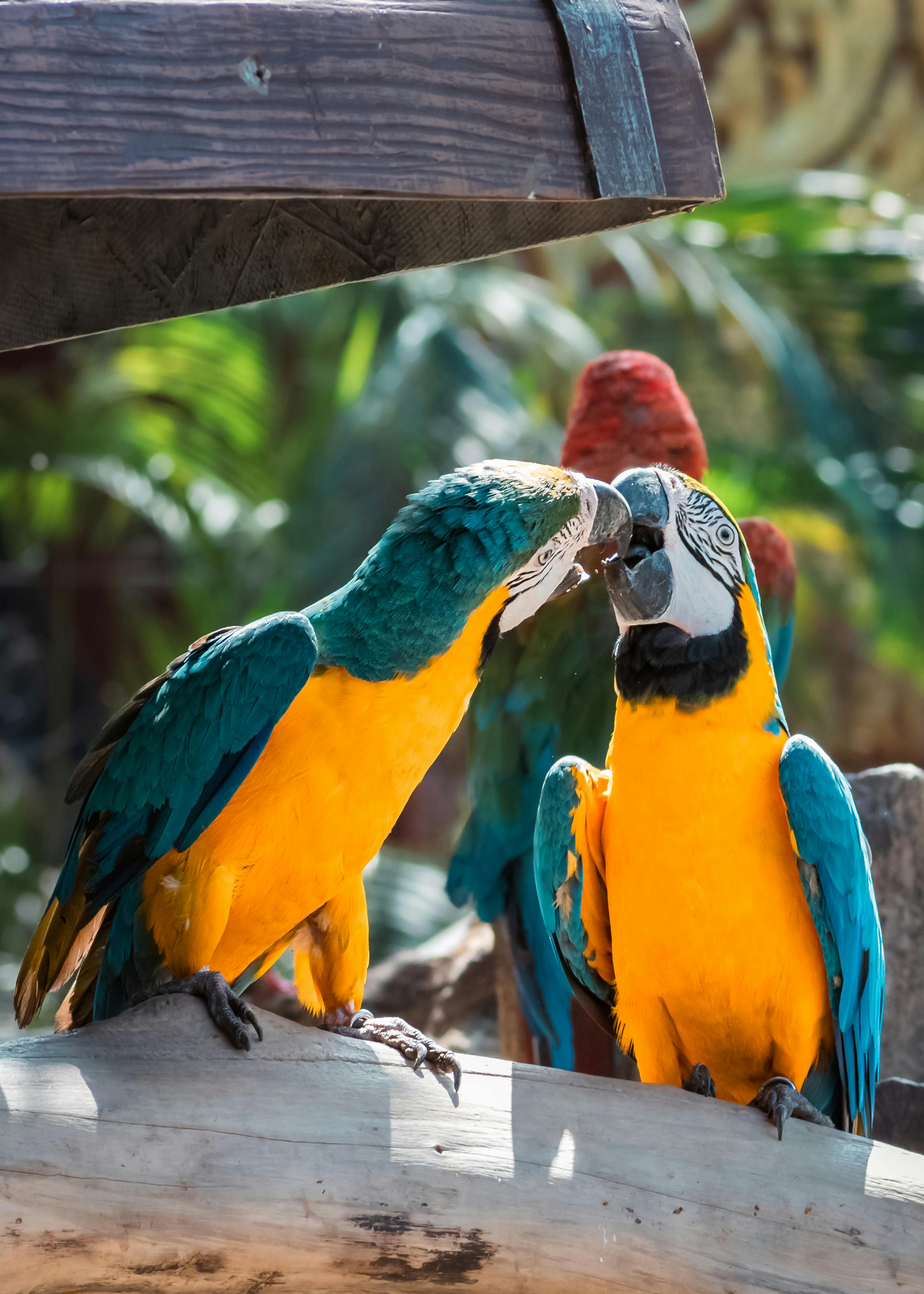 Colorful Parrot Species