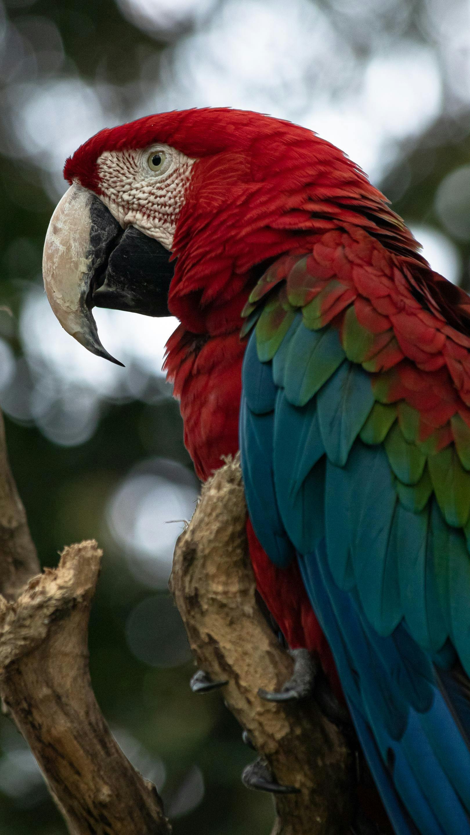 Various Parrot Breeds