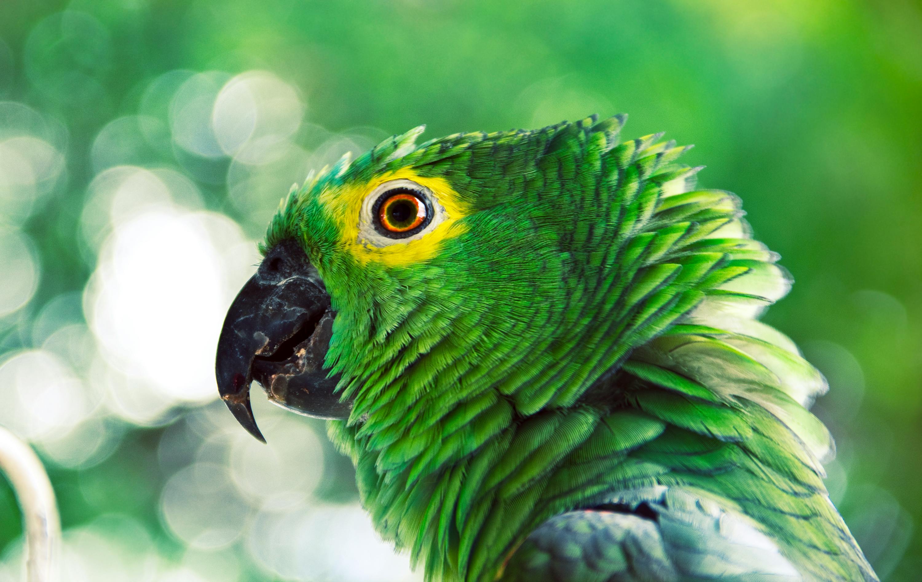 Parrot Heads Celebrating