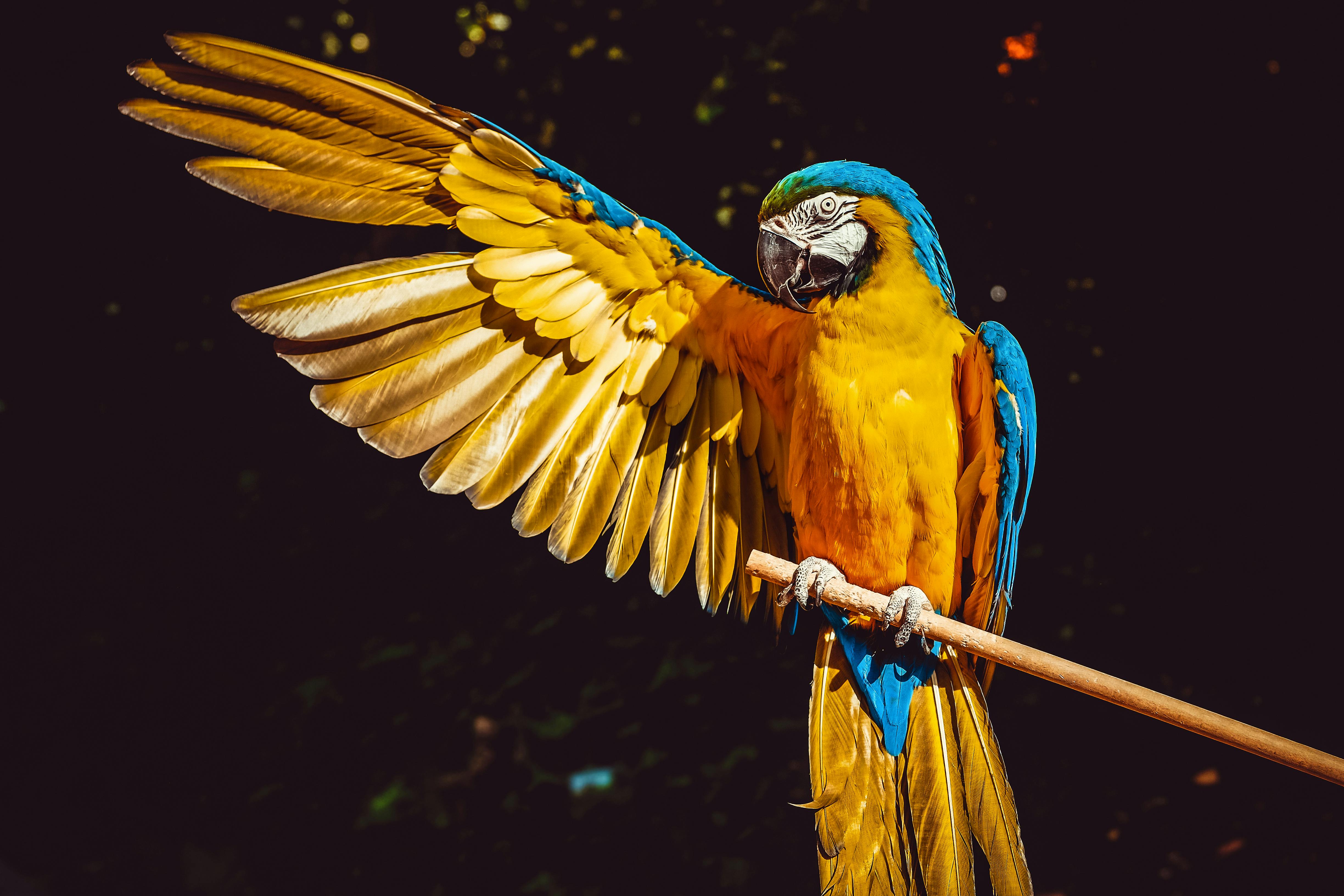 Parrot adoption near me